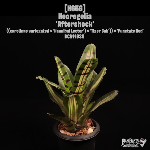 Neoregelia 'Aftershock'〔ネオレゲリア〕N656