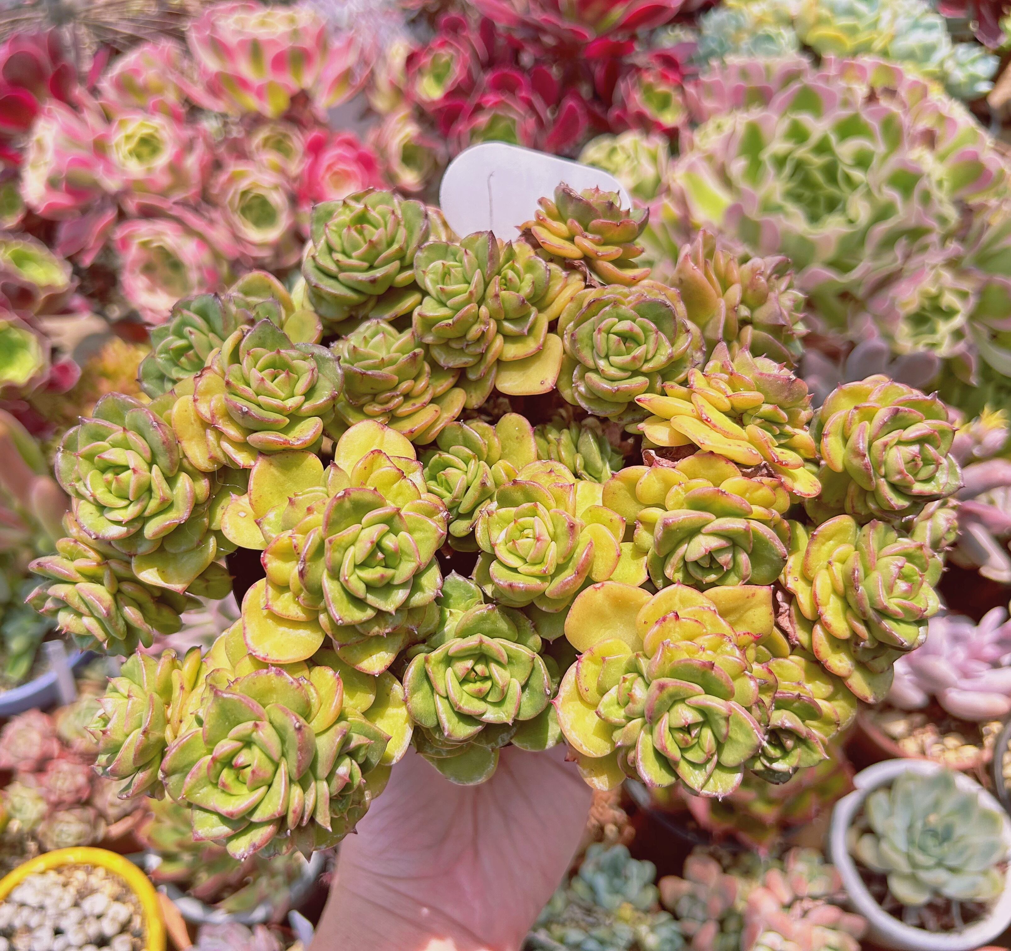 現物　多肉植物　ヌダ　特特大