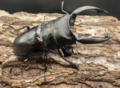 【WD】超大型大歯《アルケスツヤクワガタ 96mm ペア》