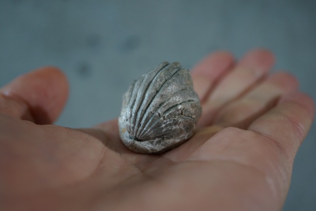 ロシア産腕足類化石 Tetrahynchia sp. 1064