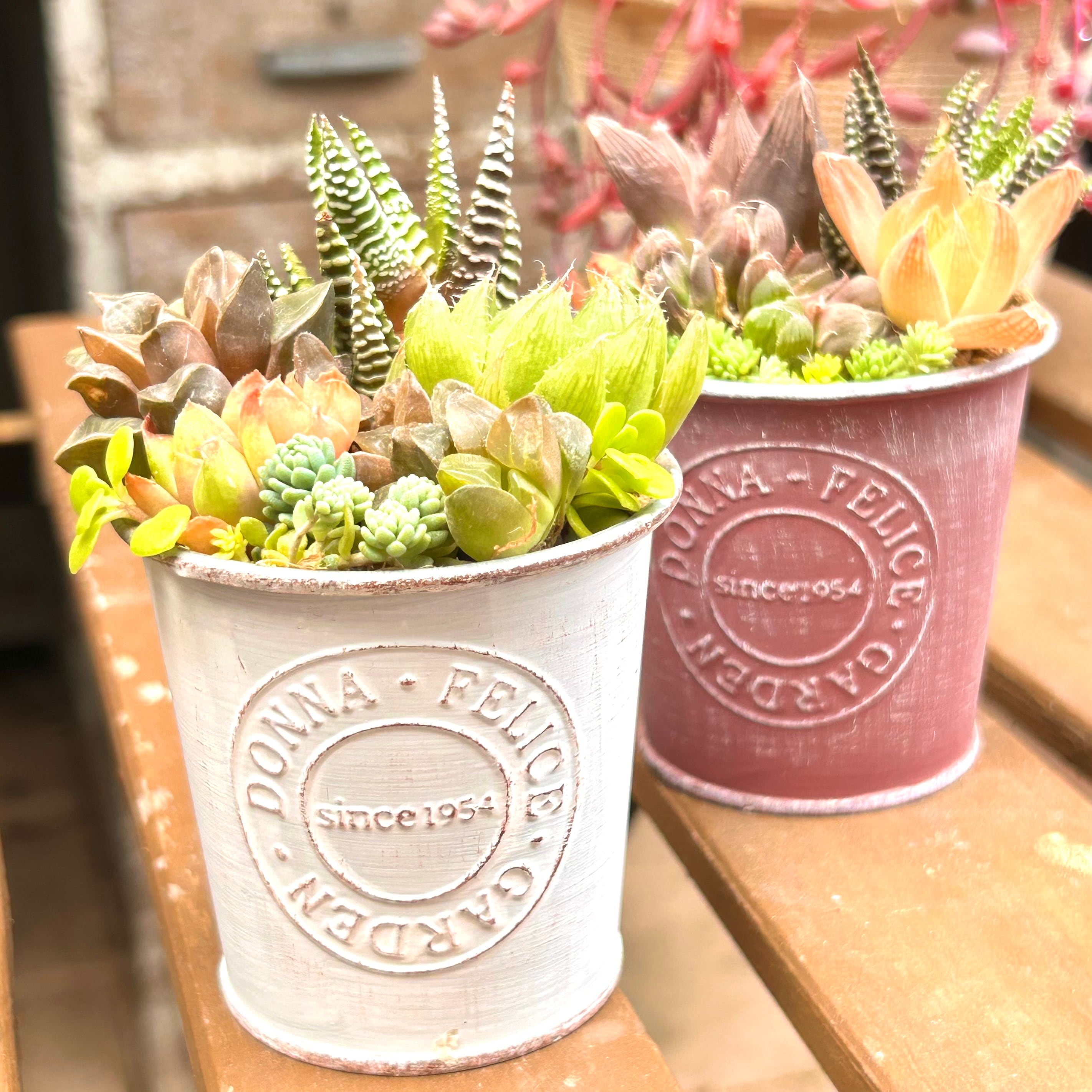 W)ハオルチア寄せ植え | RuPo 多肉植物専門店