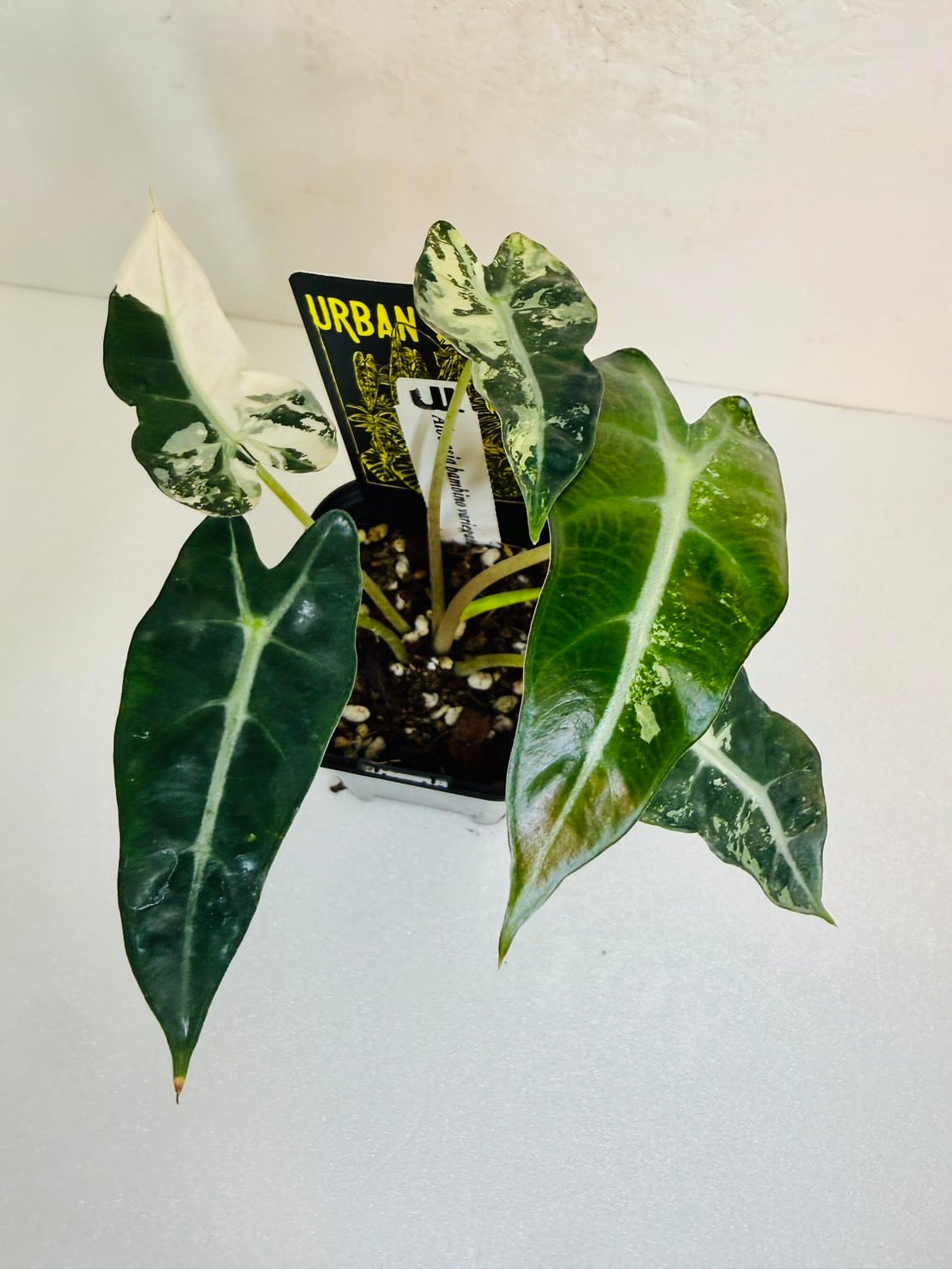 ヴェノム・アロカシア 3号 ① | 観葉植物と雑貨のお店 VIVAGREEN