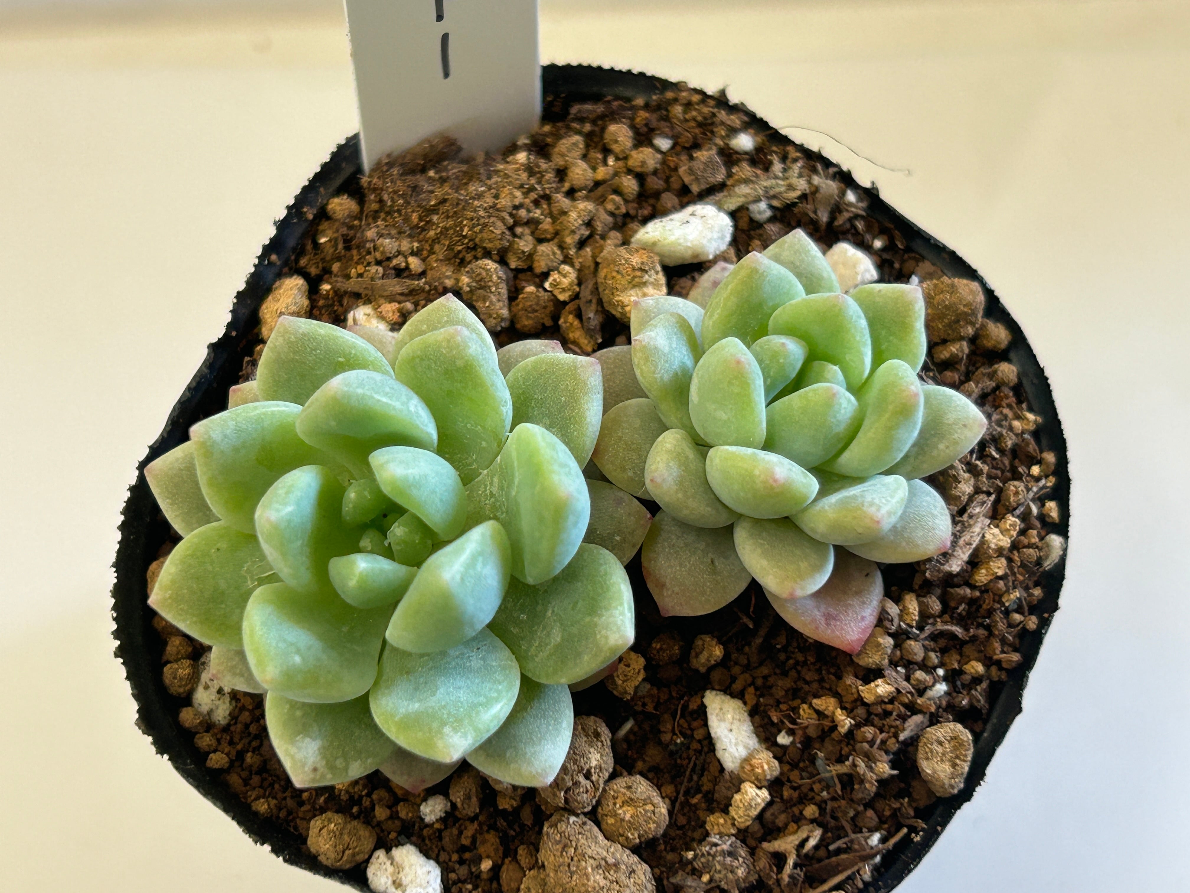 セダム | GREEN JAM foliageplant セダム | GREEN JAM foliageplant