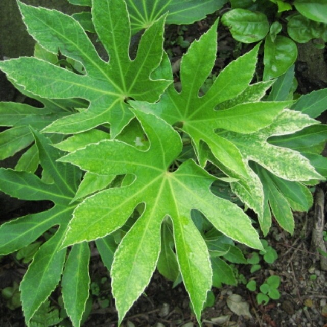 斑入りヤツデ 袖絞り12cmポット苗 Hanazukin 花ずきん 農家直送の花苗 シンビジュームの花束