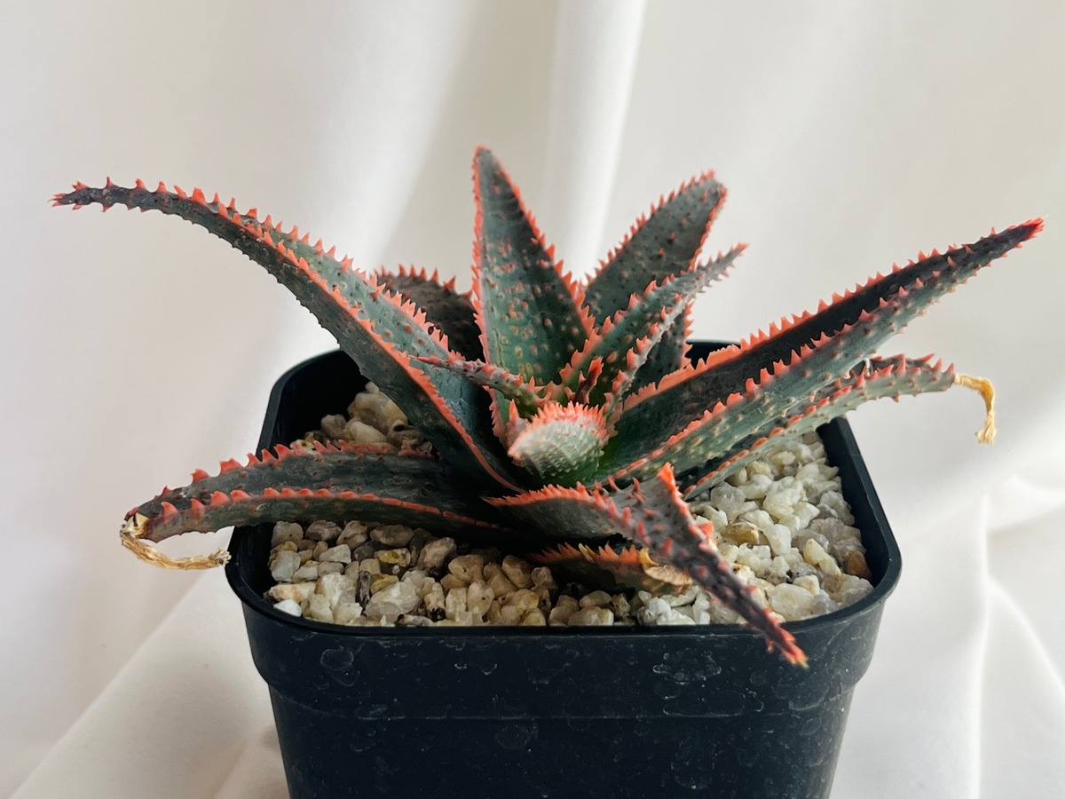 Aloe hybrid アロエ ハイブリッド 多肉植物 | plants MARU ーサボテン 