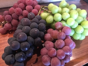 【お試し2本】自分で摘んだブドウでつくる「山梨クラフトワインオーナー」収穫体験＆試食・ワイナリー見学＆試飲　※送料込