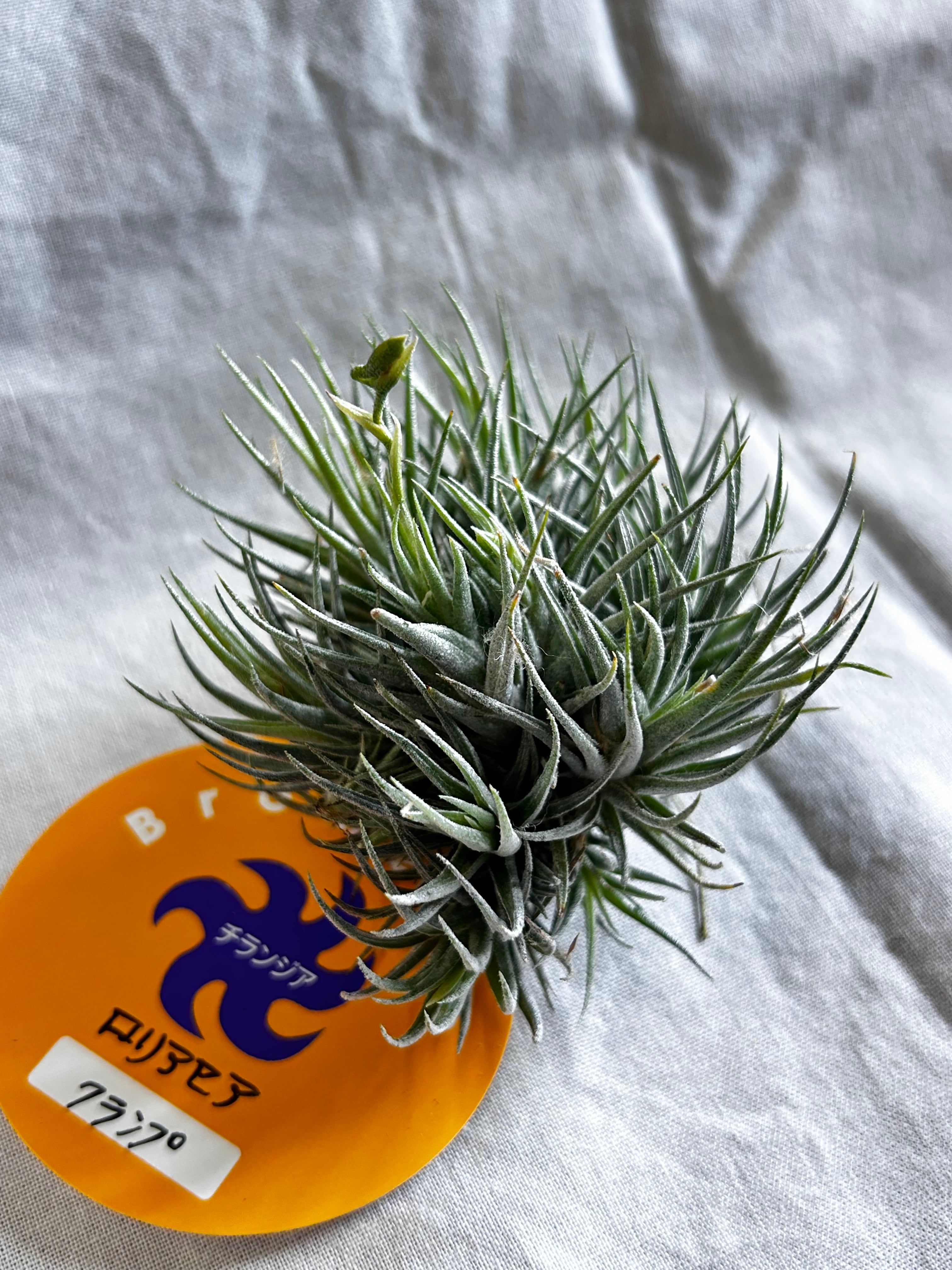 GREEN JAM foliageplant