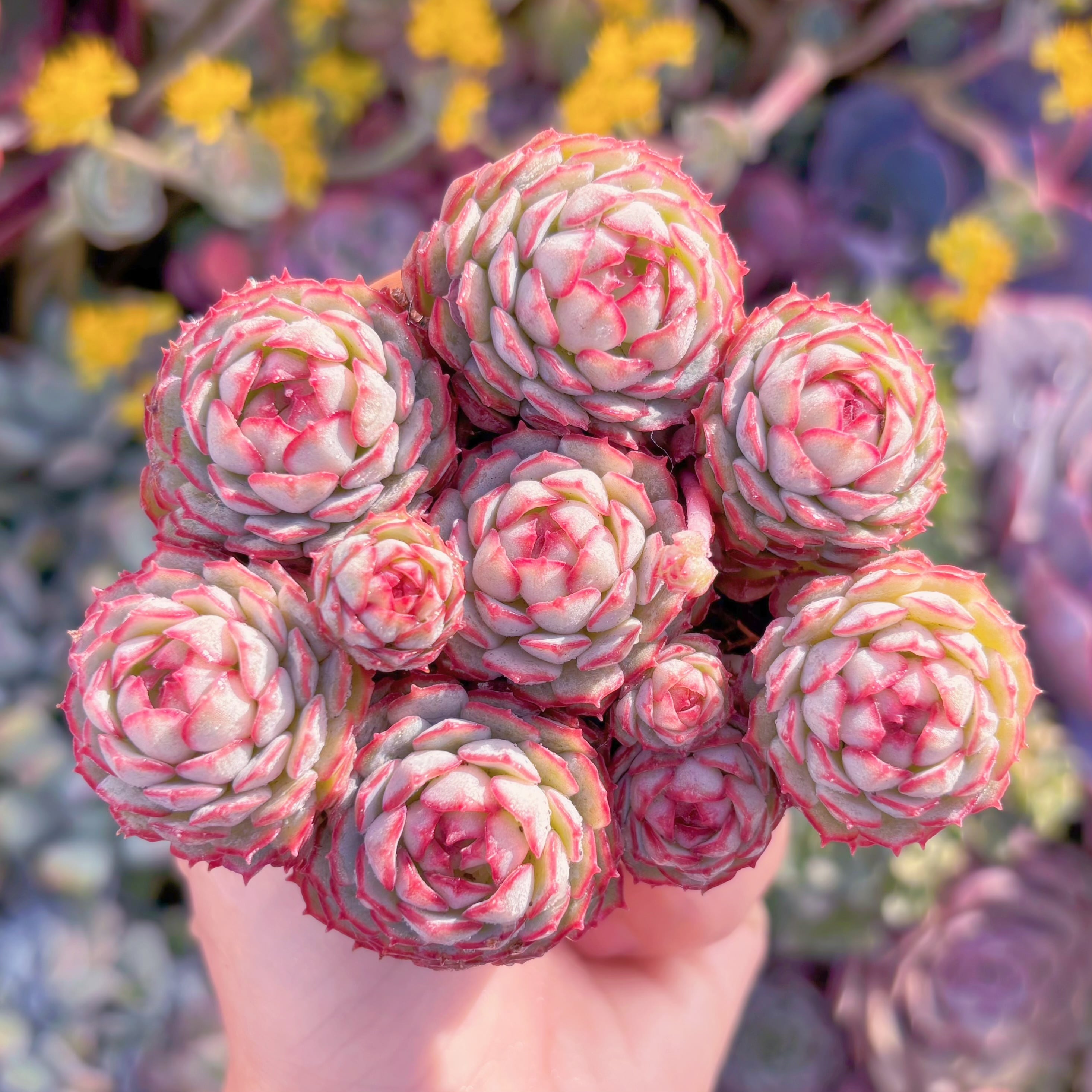 多肉植物　グロブローサx静夜(M)　群生　るる農園