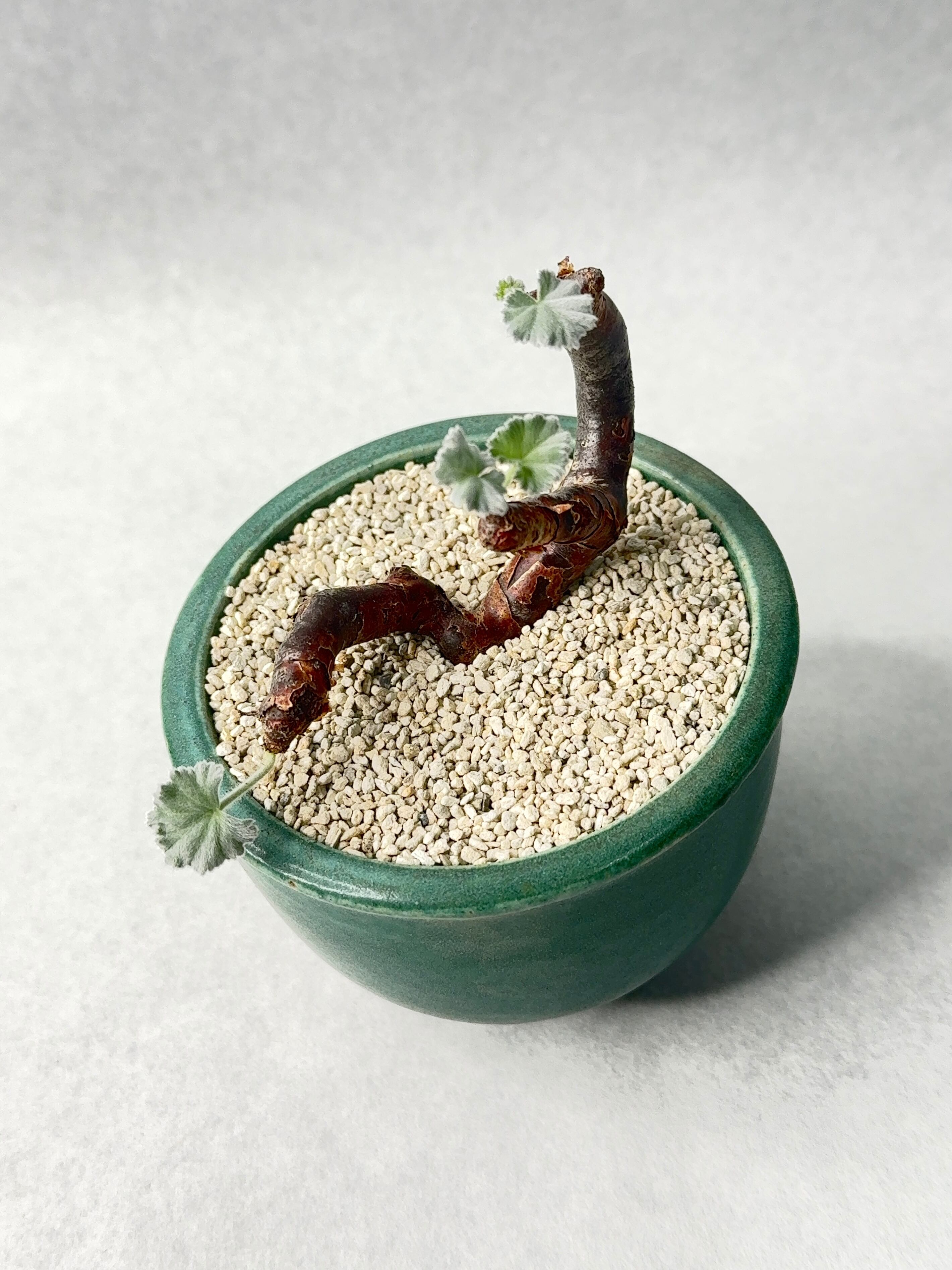 アロエ・鬼切丸 | trigger