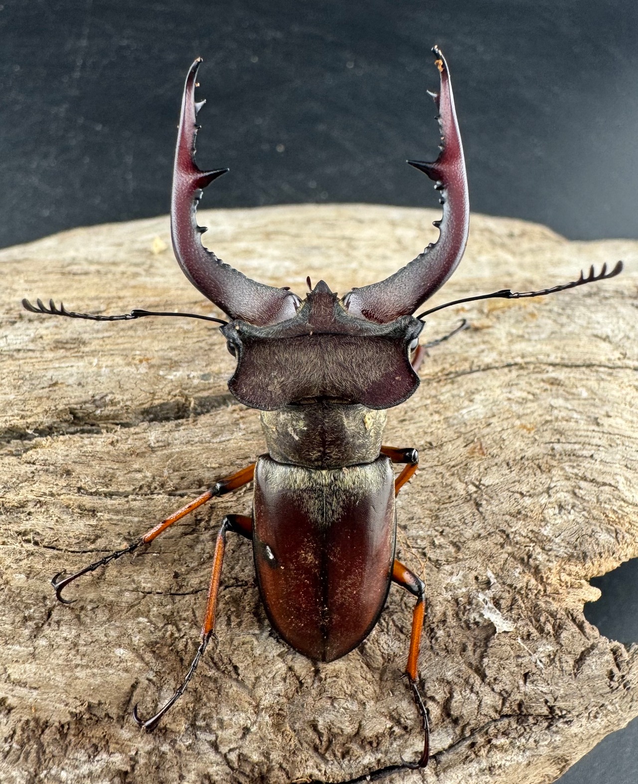 【WD】《グラディウスミヤマ 52mm ペア》