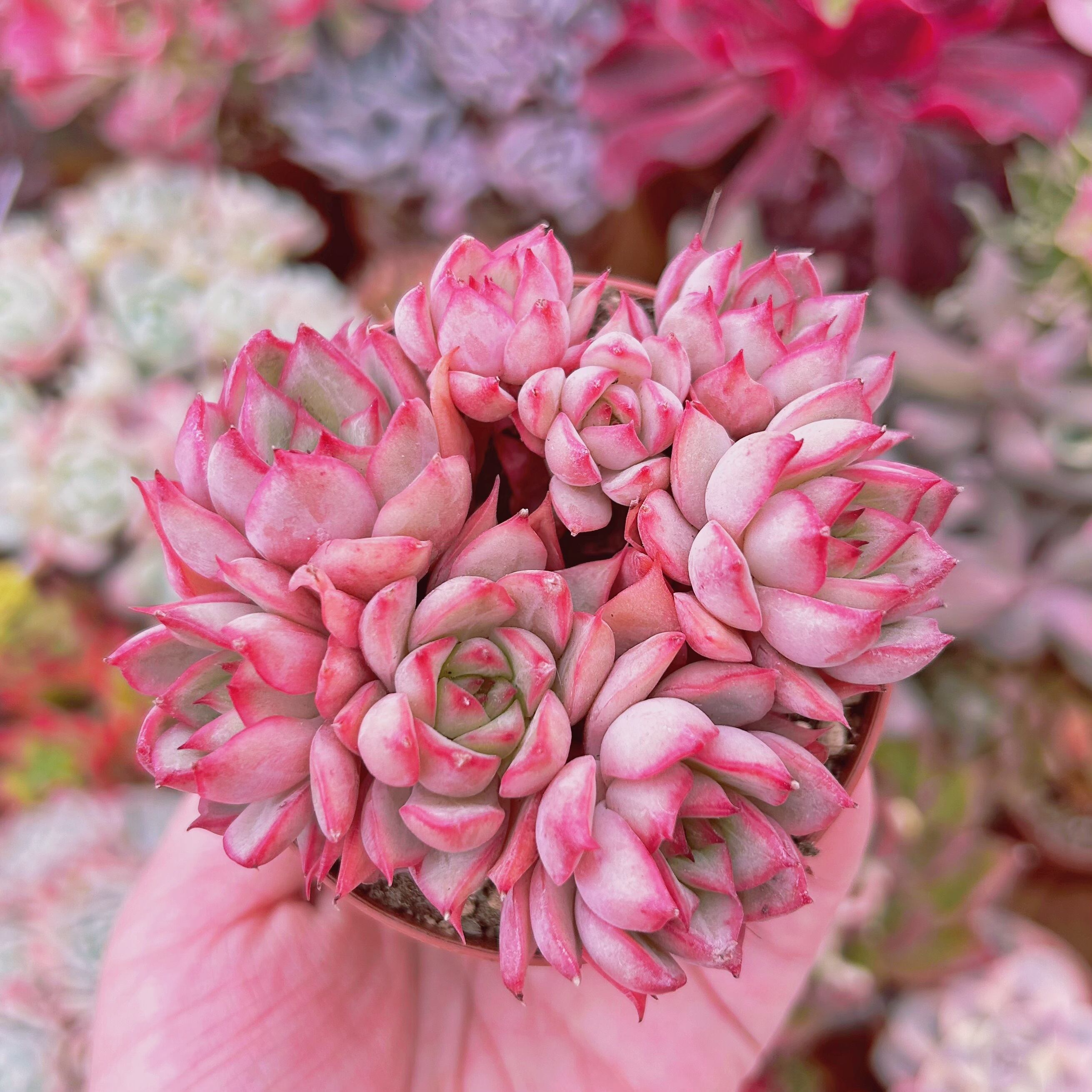 #245現物　多肉植物　ムーンゴッデス