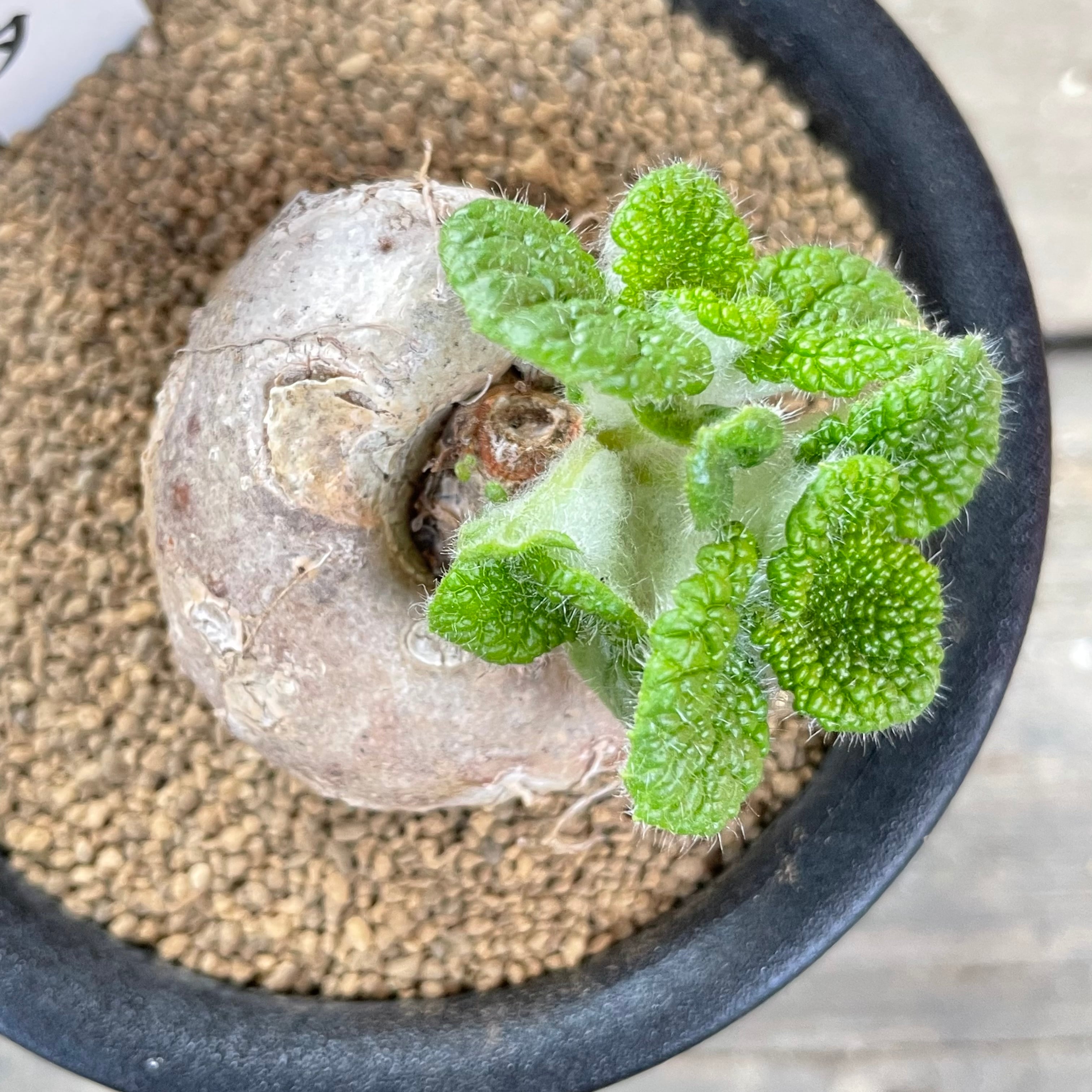 T)ブラータ シンニンギア | RuPo 多肉植物専門店