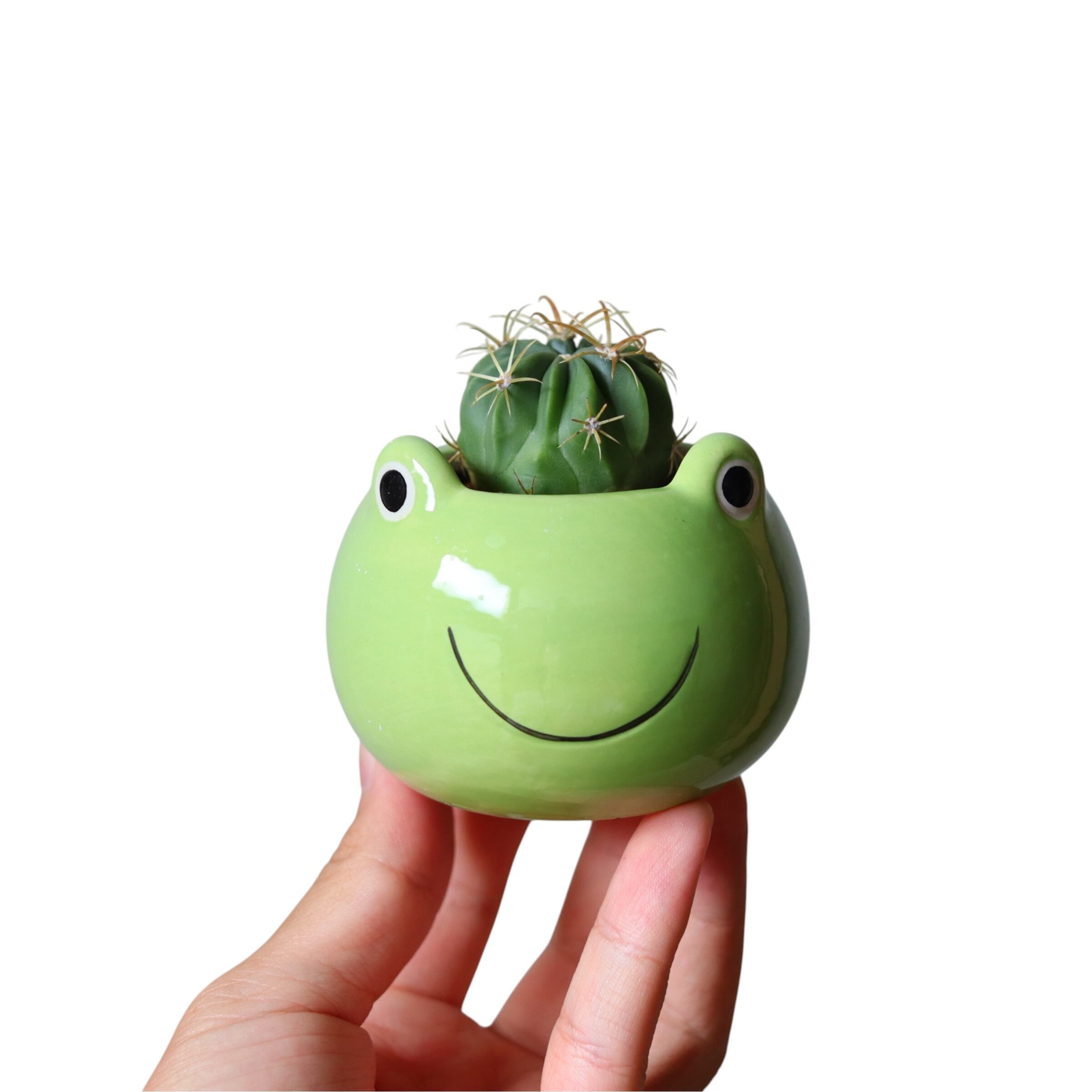ギムノカリキウム