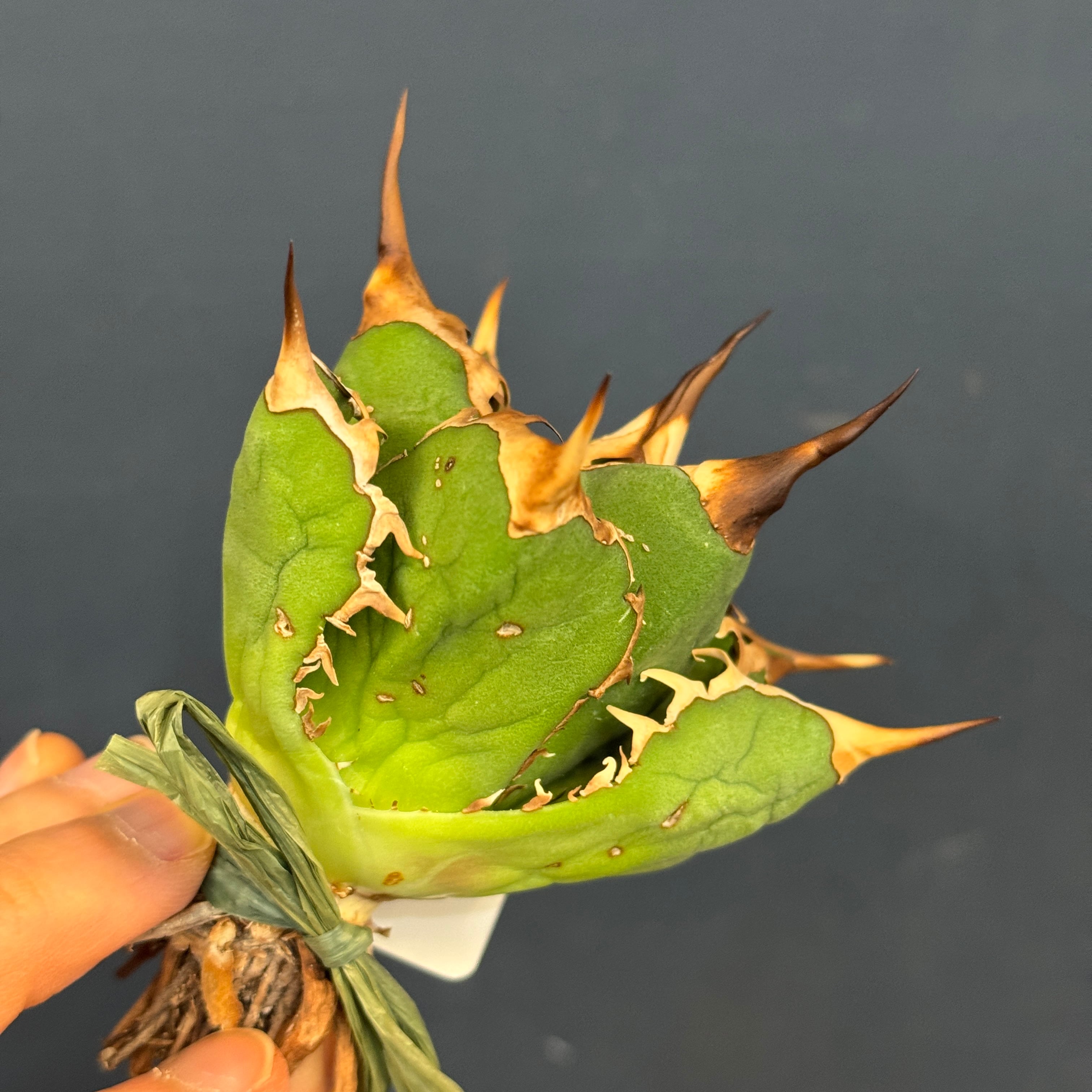 アガベ チタノタ ドラゴンクロー【879】 | PROTOLEAF プロトリーフ