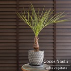 ココスヤシ 根上り 5号 陶器鉢 観葉植物 庭木 ドライガーデン 0728NV