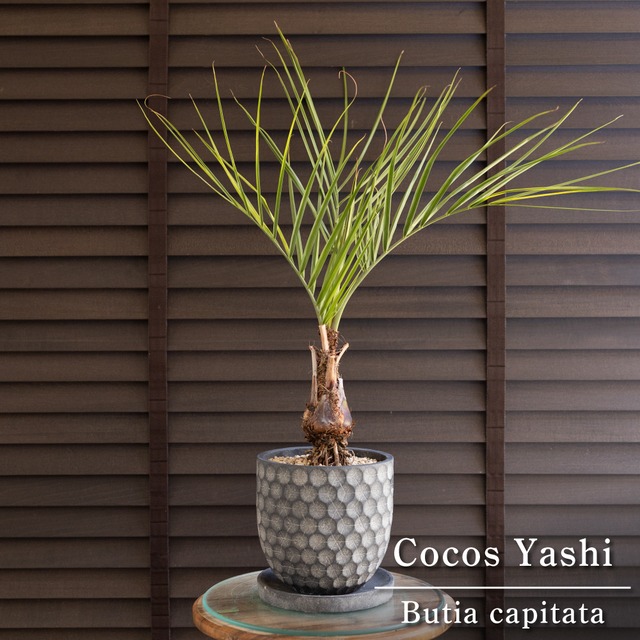 創樹 Olive オリーブの木 寄せ植え 7号 陶器鉢 SOUJU Manzanillo マンザニロ オリーブ 0318GY