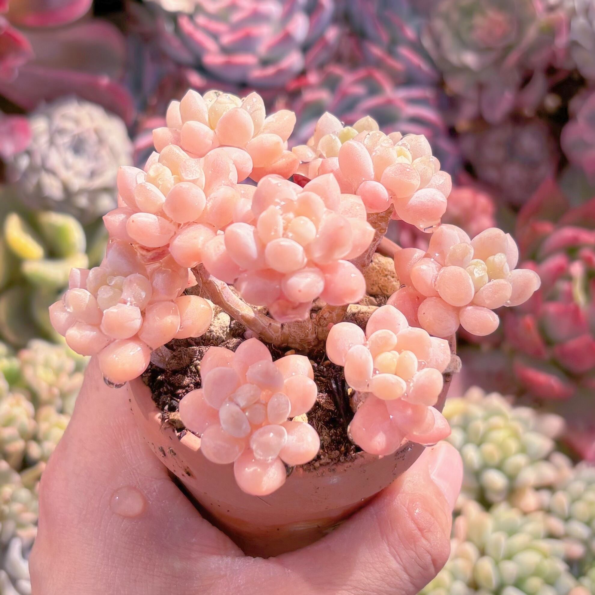 現品　ストロベリーミルク#1116　群生　るる農園