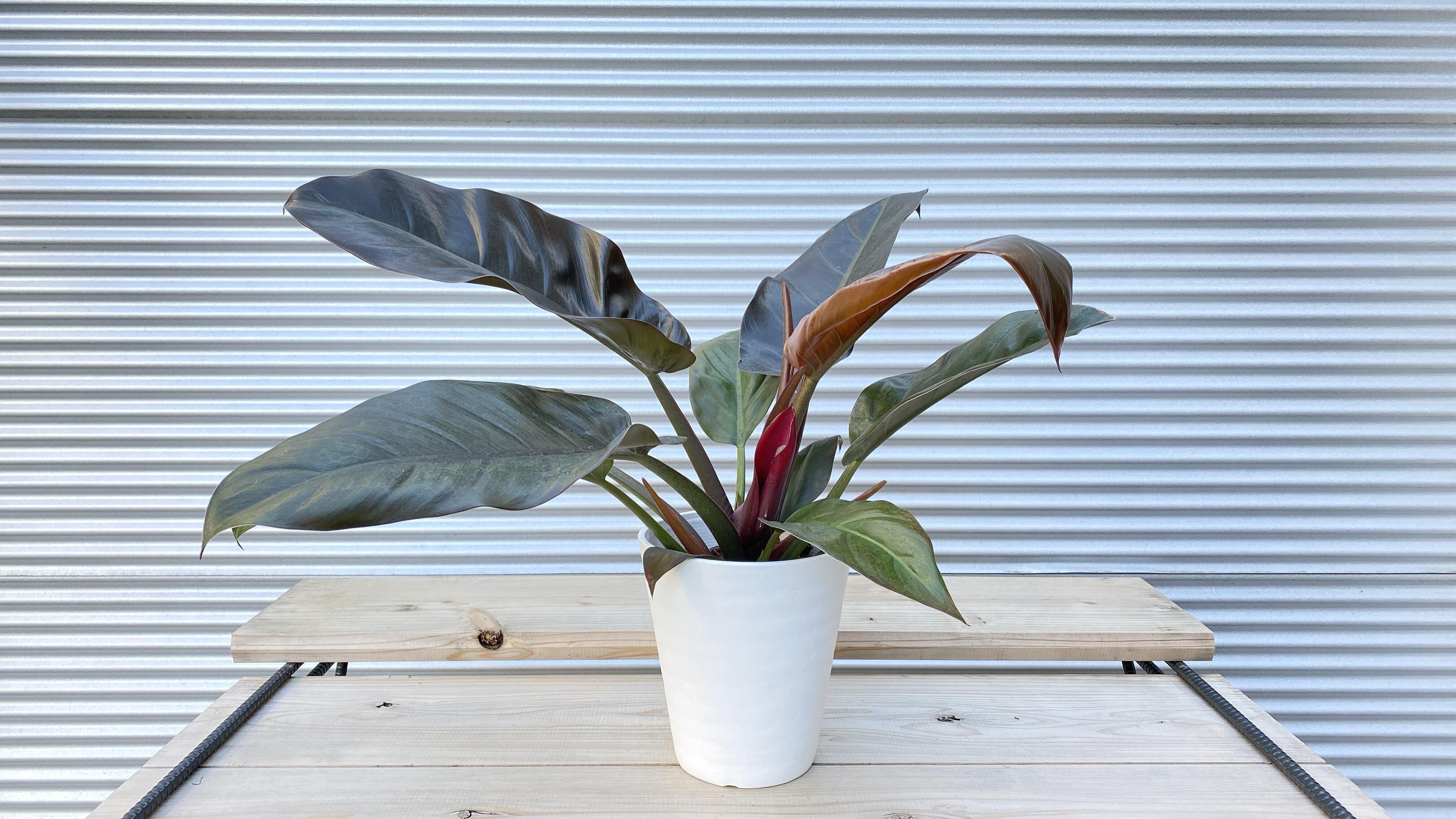 観葉植物】フィロデンドロン・インペリアルレッド 6号鉢 | 観葉植物