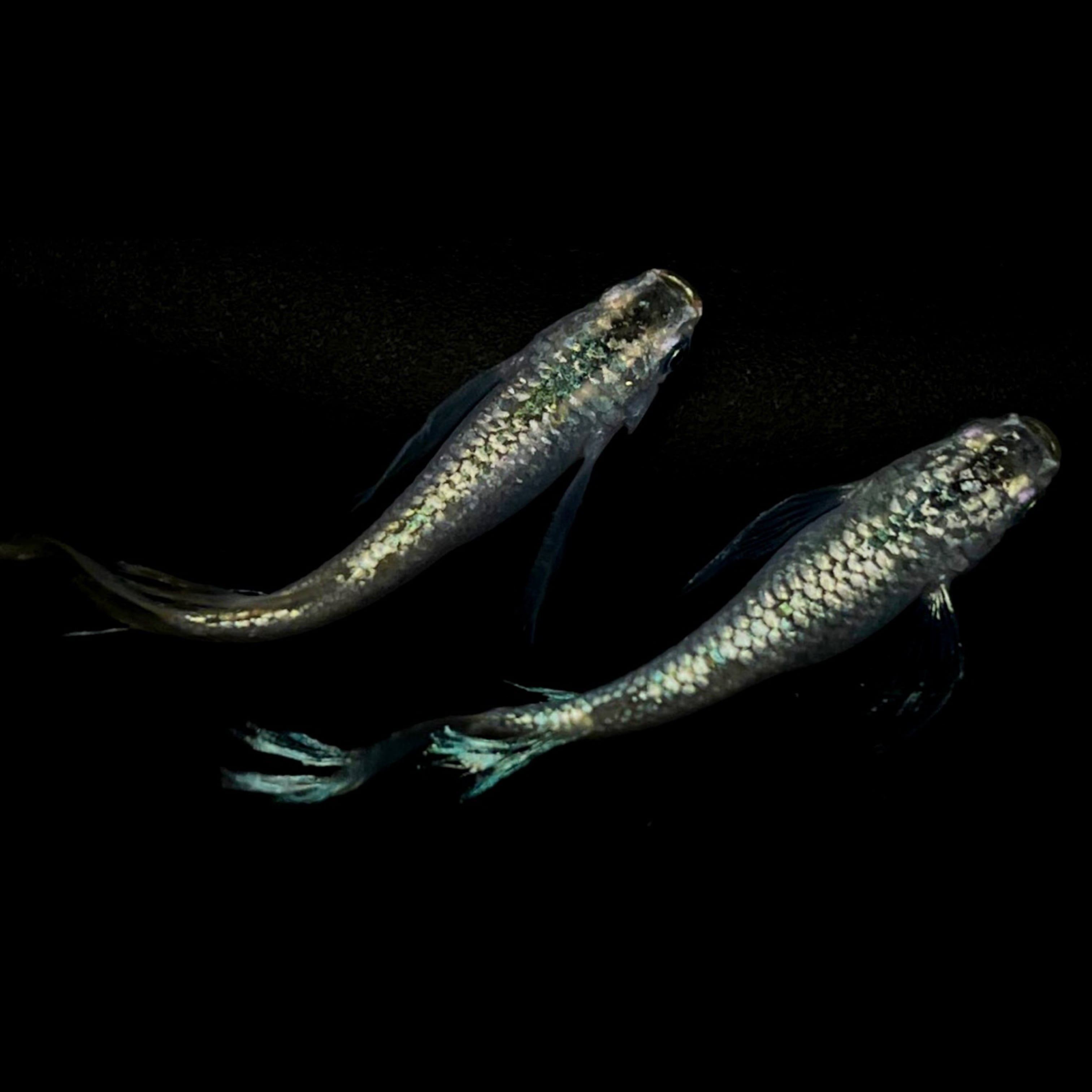 mhak シルクスクリーン 「My way of life “BLUE”」 mhak シルクスクリーン 「My way of life “BLUE”」 MHAK Solo