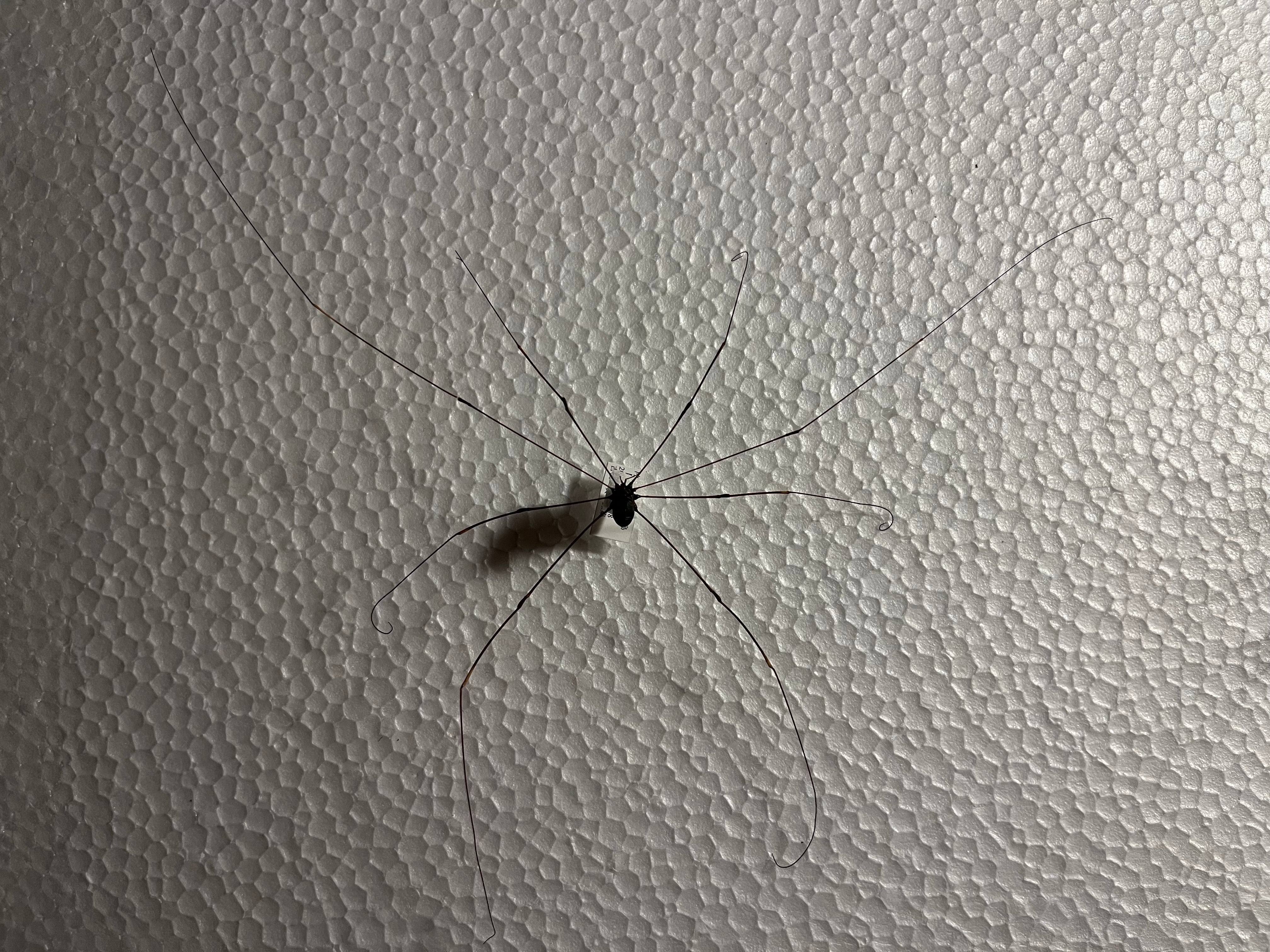 珍標本】ヤエヤマスベザトウムシ 昆虫標本 スパイダーマンティス