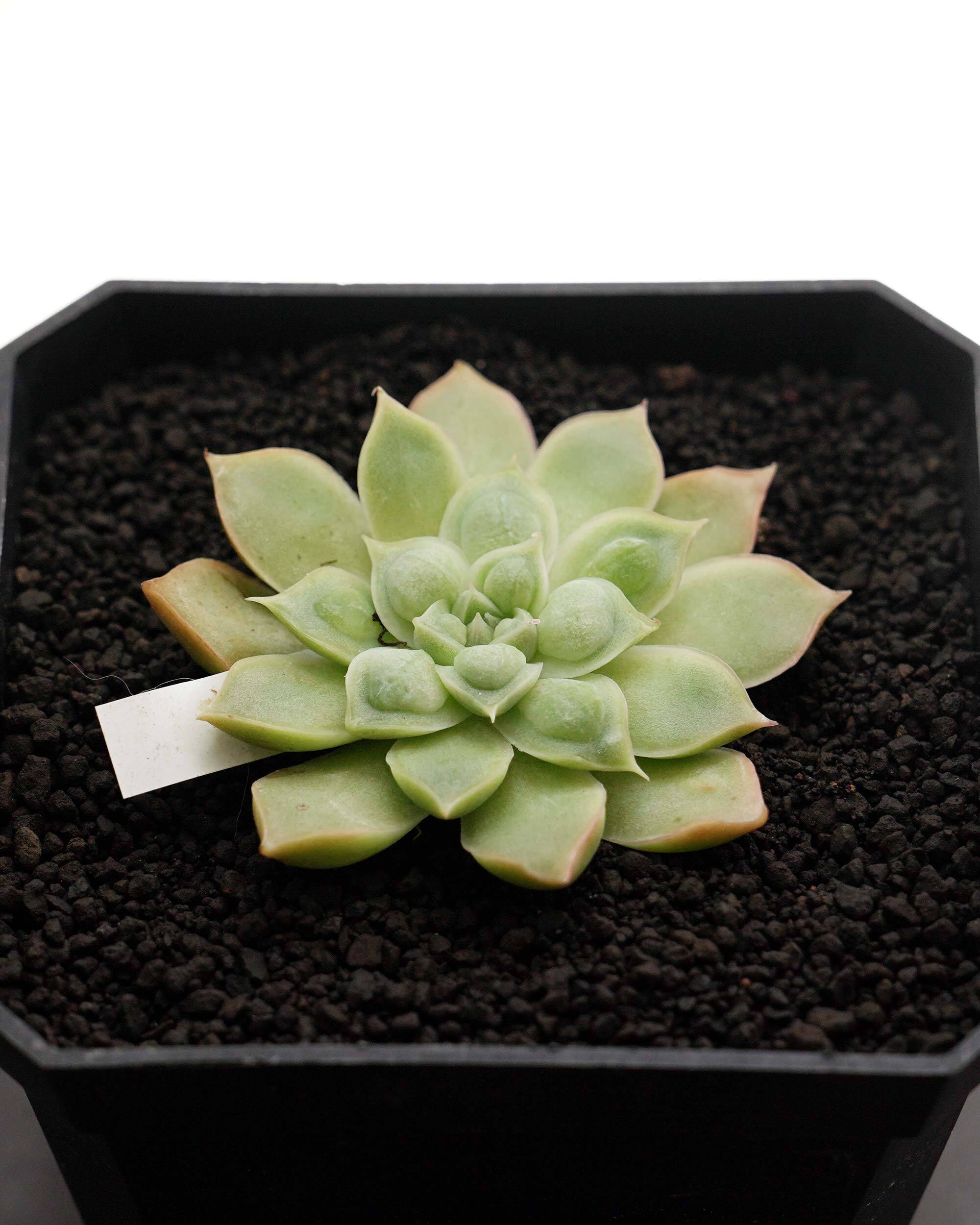 エケベリア・セダム gakky 日本花キ流通 多肉植物 sbセダム ブラックベリー エケベリア 7.5cm