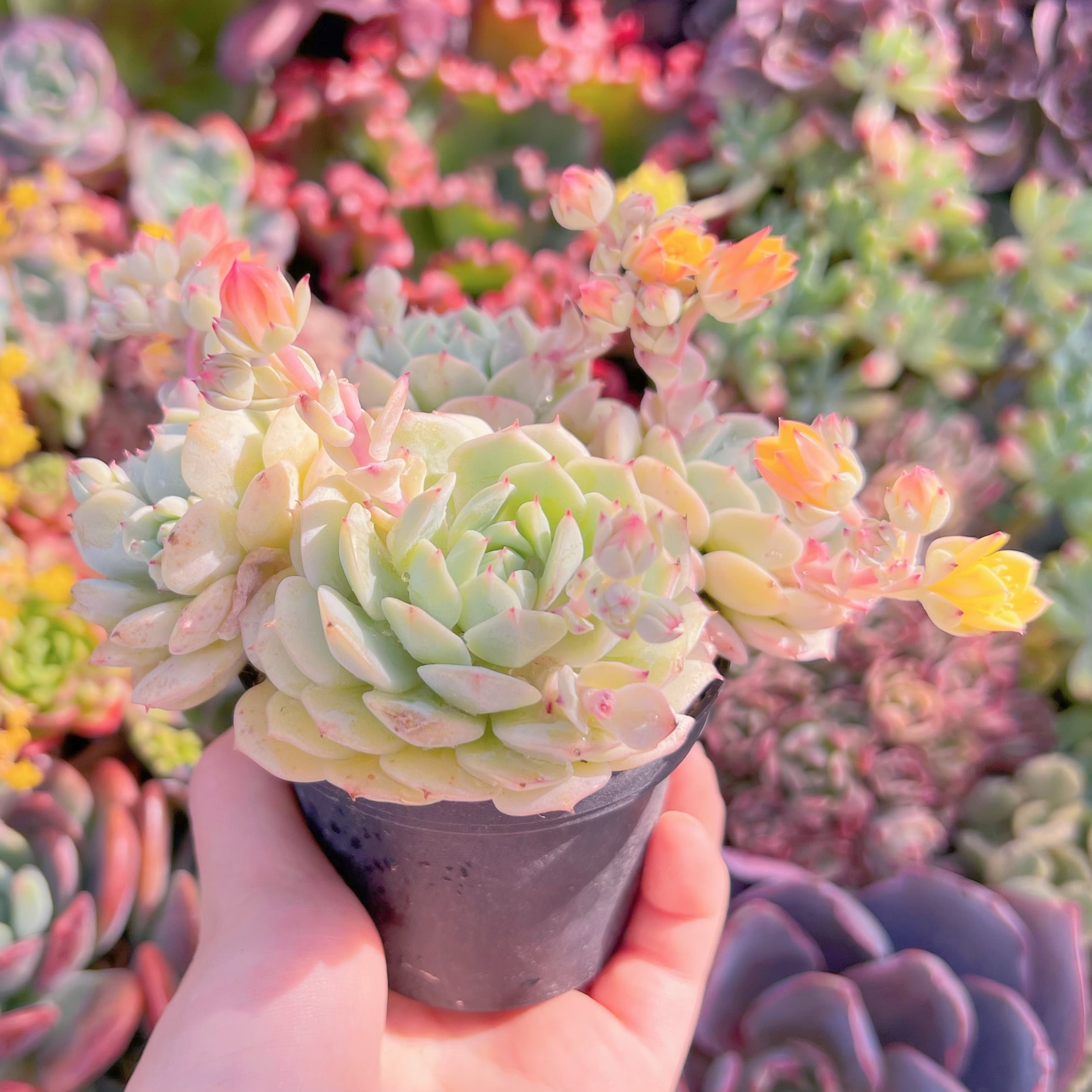 現品 静夜#F027 群生 新入荷 るる農園 | るる農園~多肉植物専門