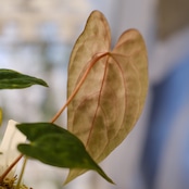 パピリラミナム(FS)×アンスリウム エース オブ スペード(AOS)⑦/ Papillilaminum ‘Fort Sherman' × Anthurium Ace of spades / 観葉植物