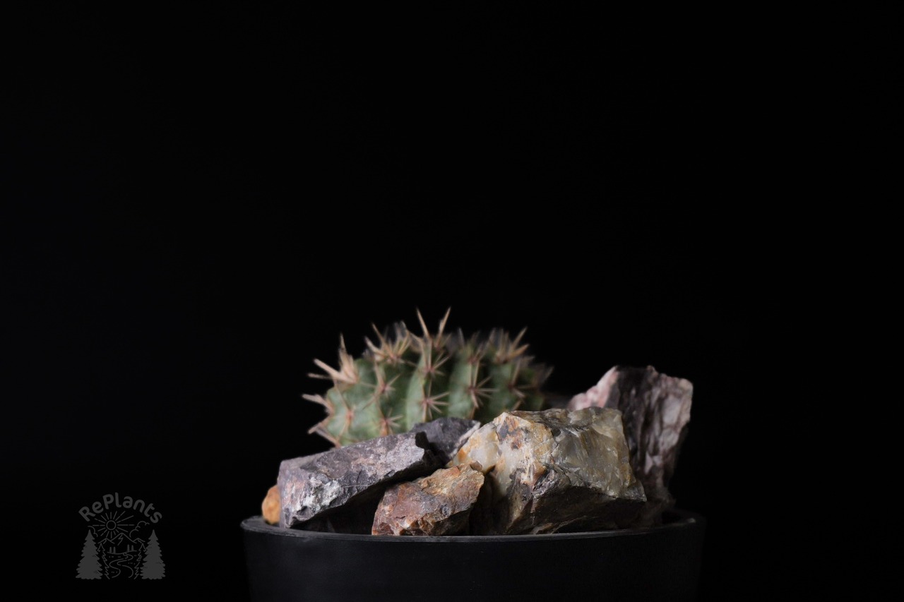 Notocactus submammulosus｜獅子王丸