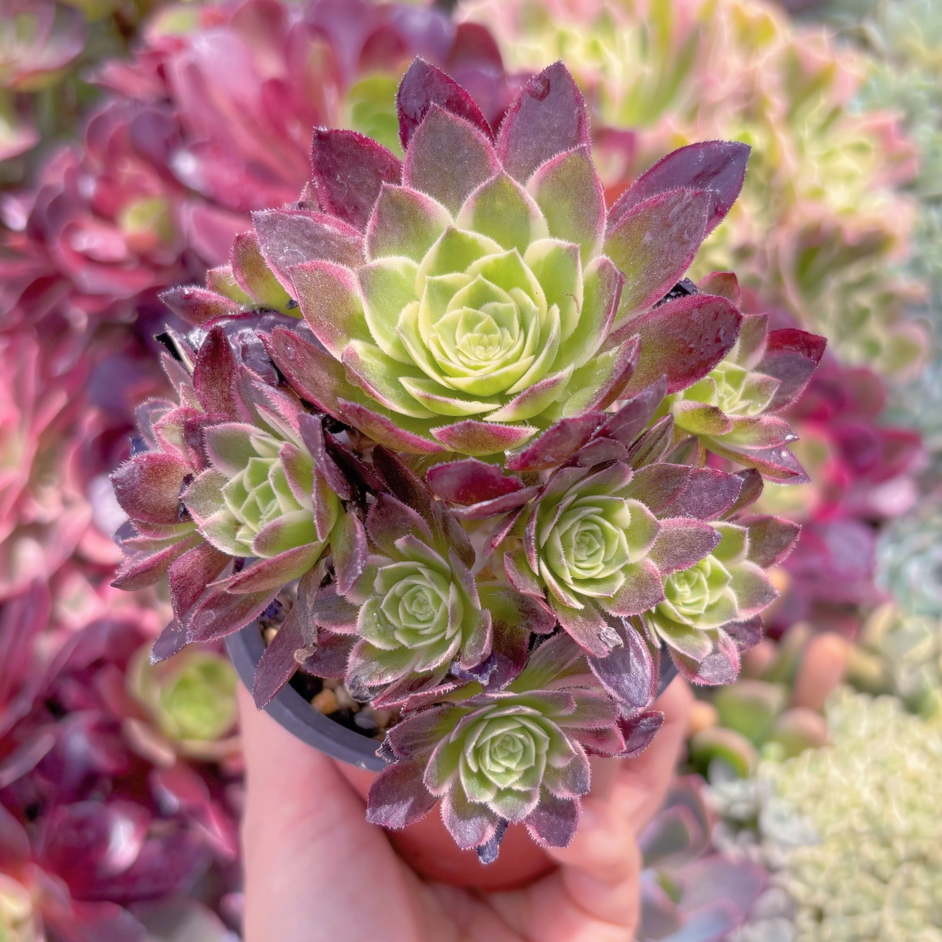 現品　海王#K006　群生　新入荷　るる農園