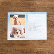 しっぽのおてがみ ライトプラン