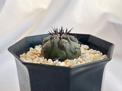 Copiapoa cinerea　コピアポア　シネレア　黒王丸　サボテン