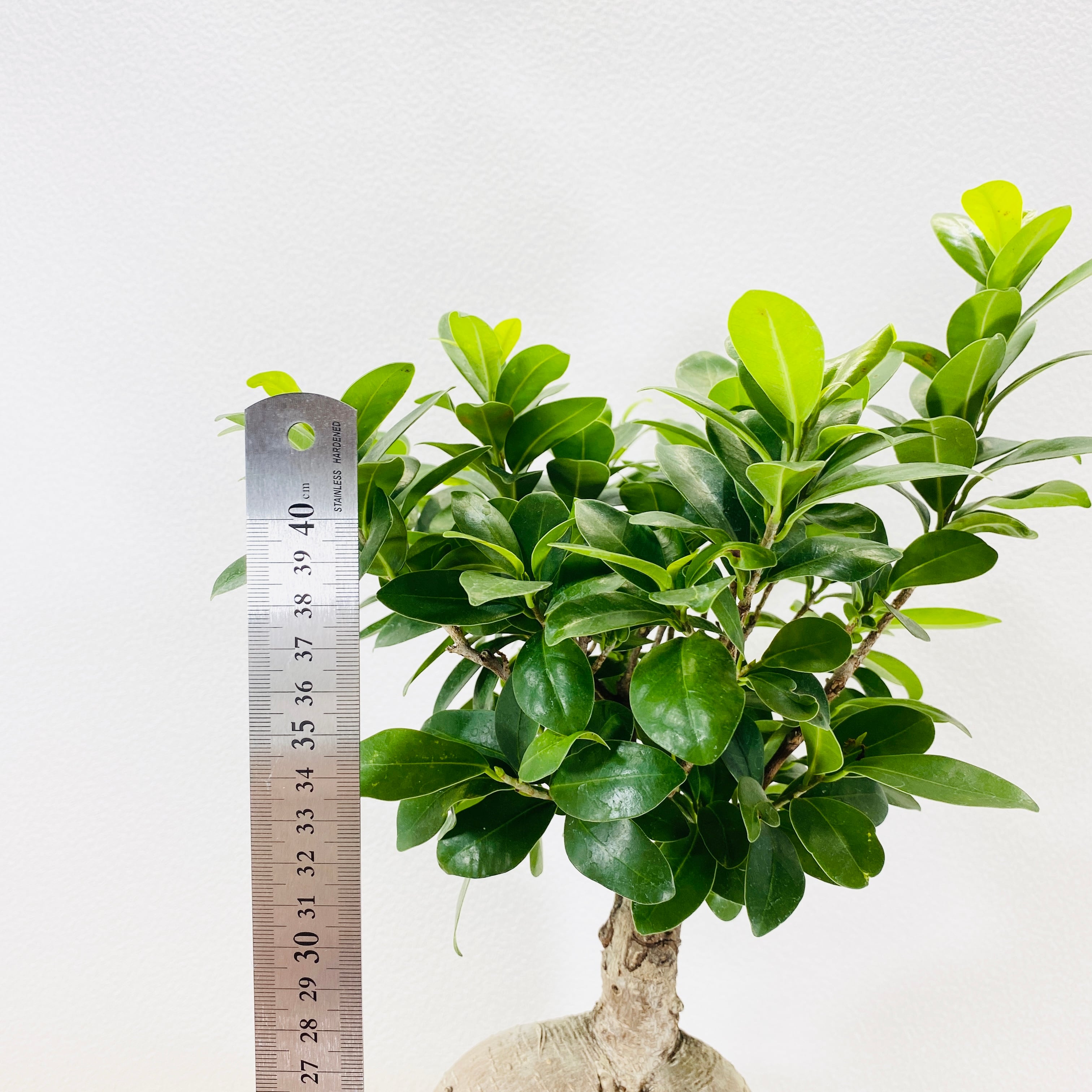 ガジュマル　多幸の木　観葉植物　 観葉植物の販売・ギフトならフラワーコーポレーション / 観葉植物