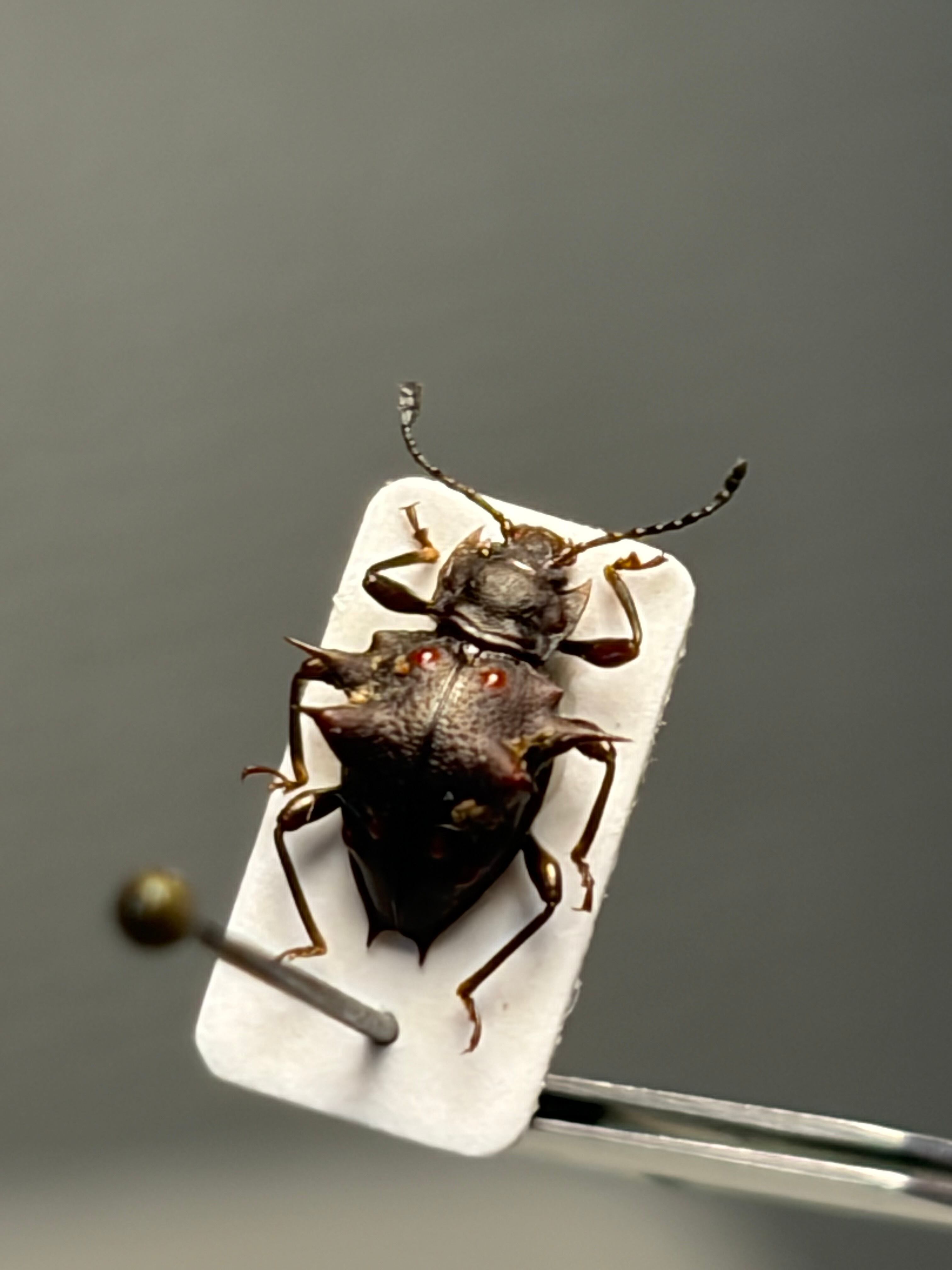テントウムシダマシの標本 昆虫標本 タマムシ コブハムシ ハムシ