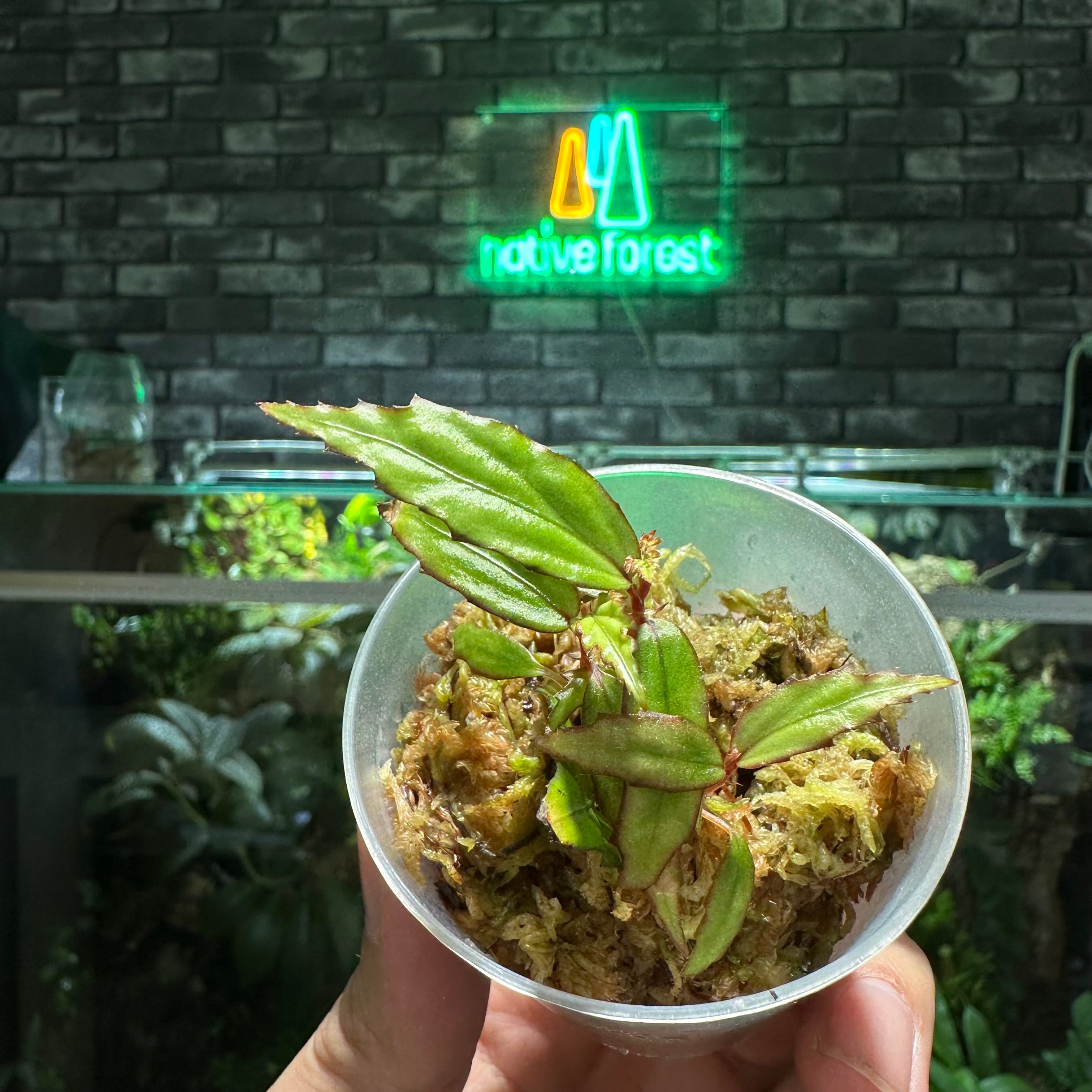 Begonia lichenora | Terrarium & Plants SHOP