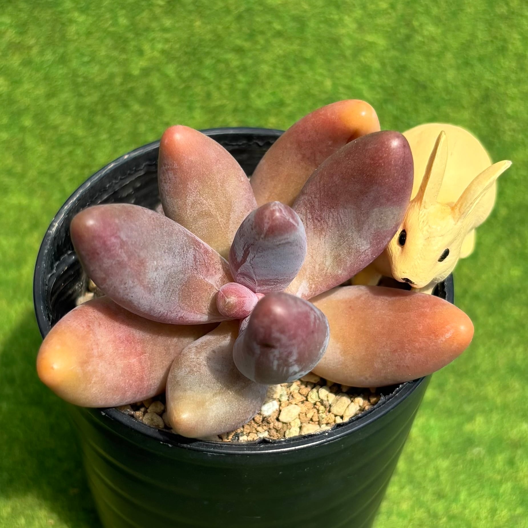 多肉植物 豆彦商店