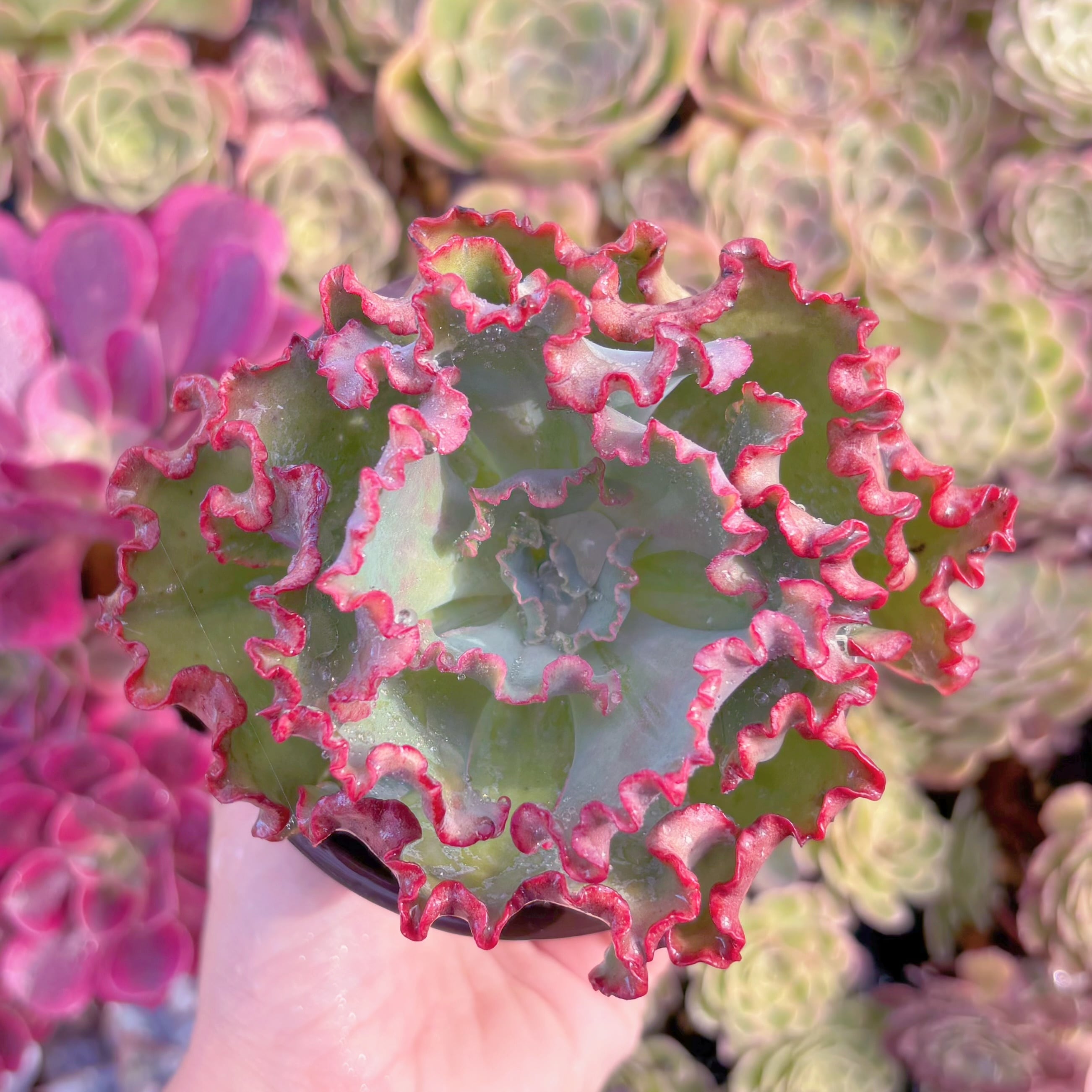 現品　女王の花笠#022　大苗　るる農園