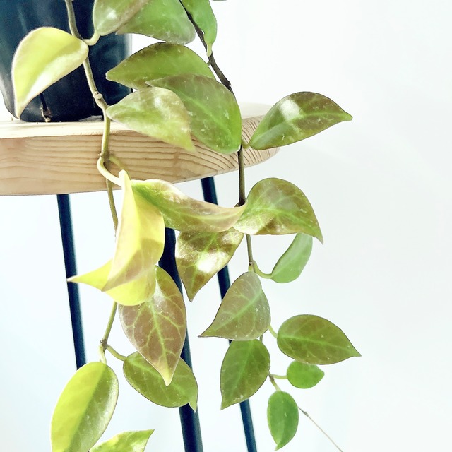 紅葉するホヤ Hoya オブスクラ ボリューム株 ロング丈4号鉢 観葉植物  calm cafe