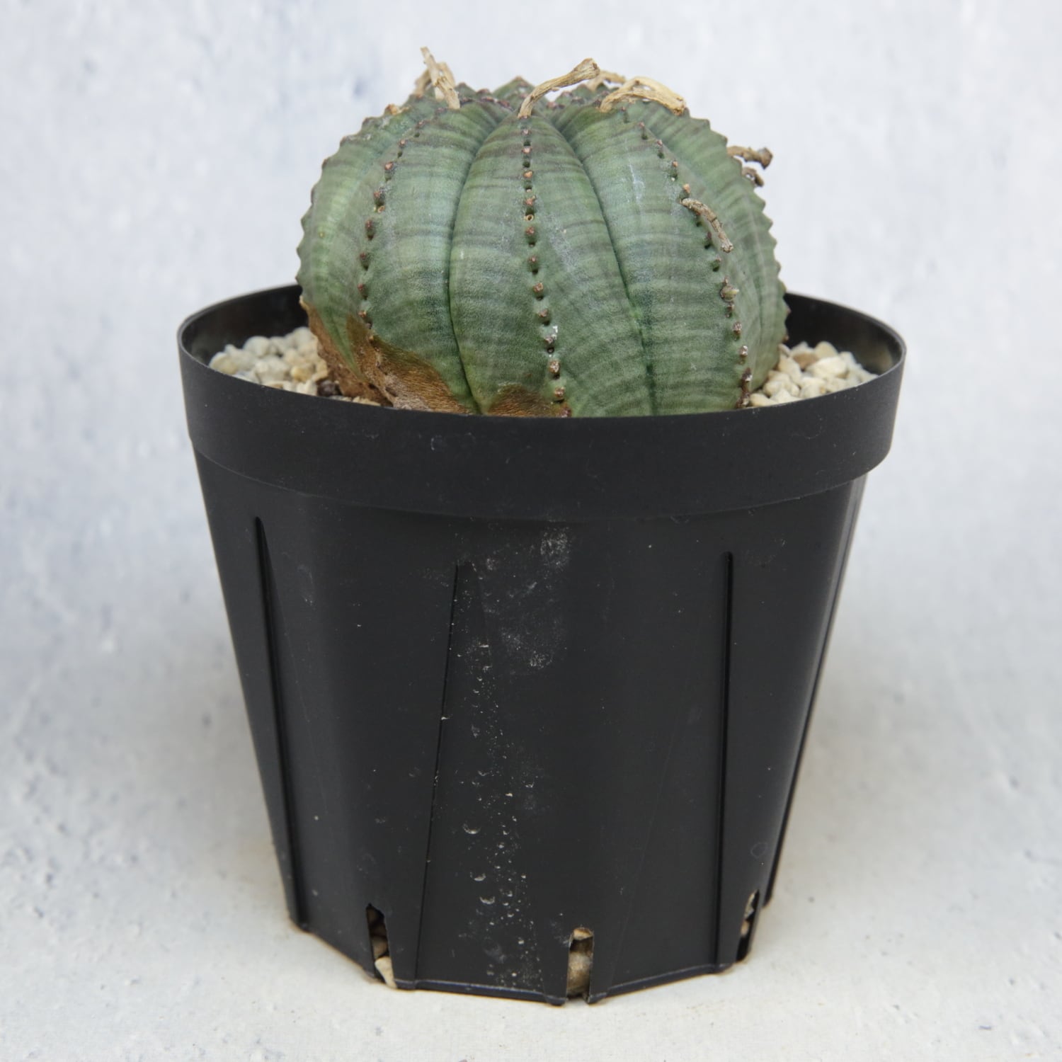 メス株 まん丸 扁平 オベサ / ユーフォルビア | LIGHTHOUSE.PLANTS