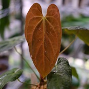 Anthurium King of spades(KOS) × Papillilaminum(Fort Sherman)③ / アンスリウム・キングオブスペード×パピリラミナム / 観葉植物