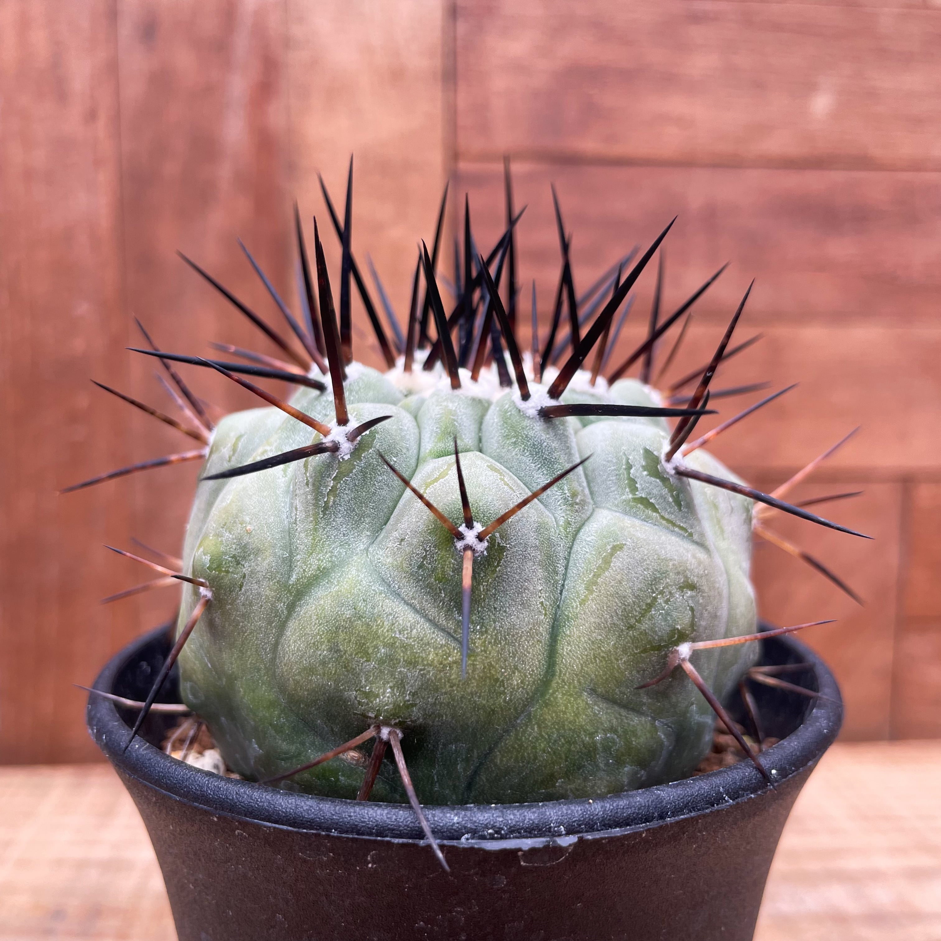 Copiapoa cinerea【黒王丸・実生】 | RIMO