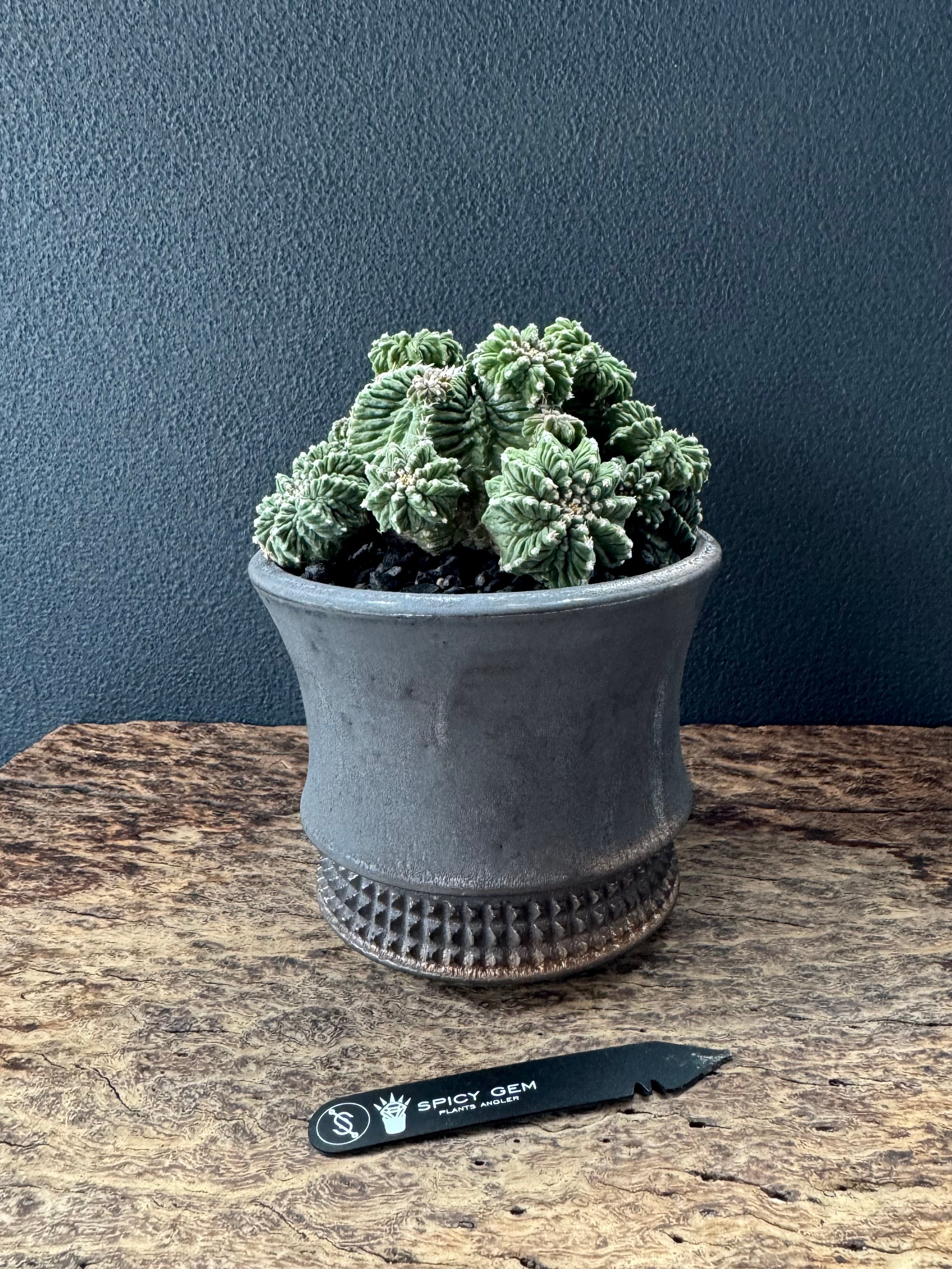 spicygem spicy gem pot 植木鉢 cylinder spicygem 特大鉢 spicy gem 植木鉢 pot 鉢