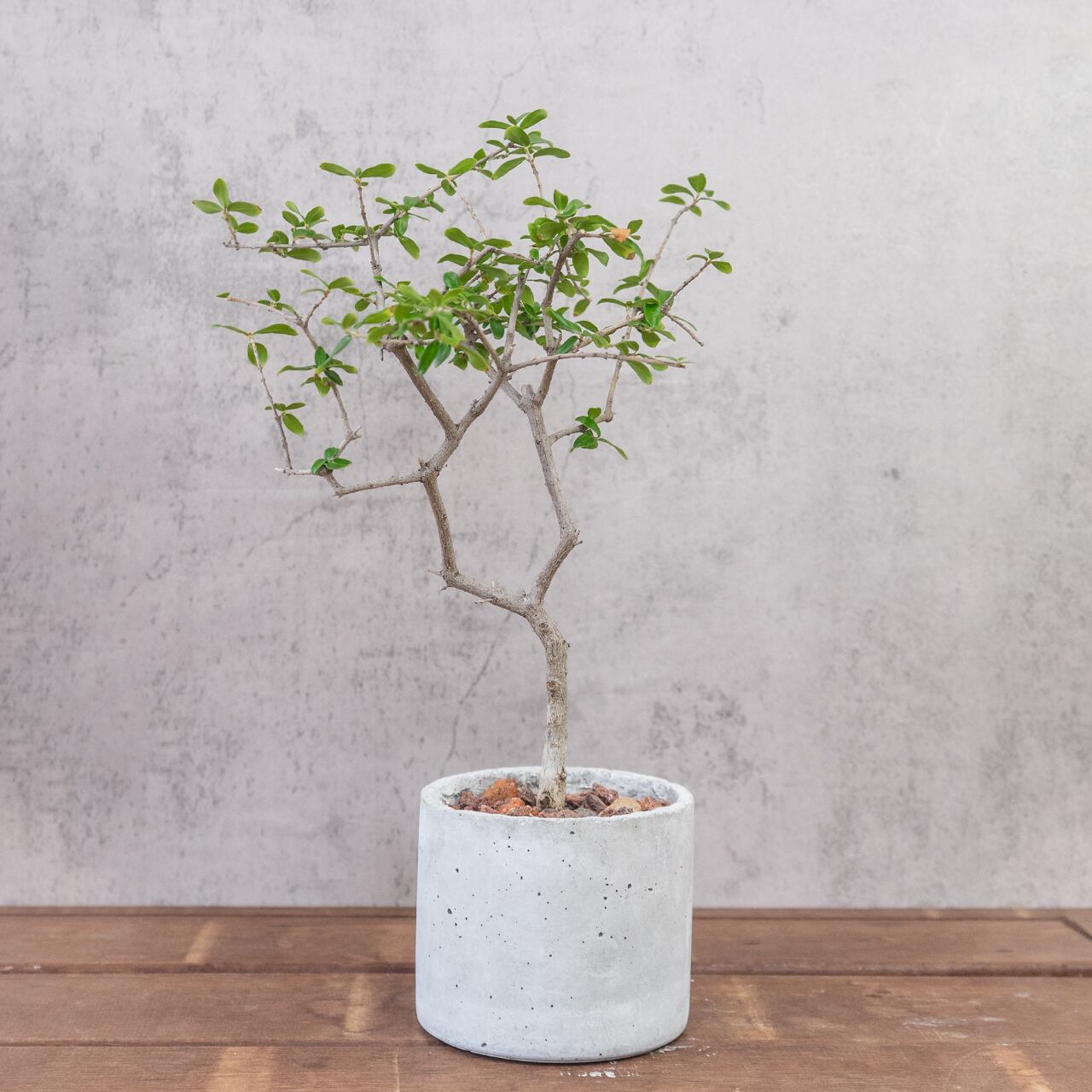 オリーブ・アフリカーナ 涼やかな枝ぶりと繊細な葉がインテリアに映える 自作モルタル鉢植え