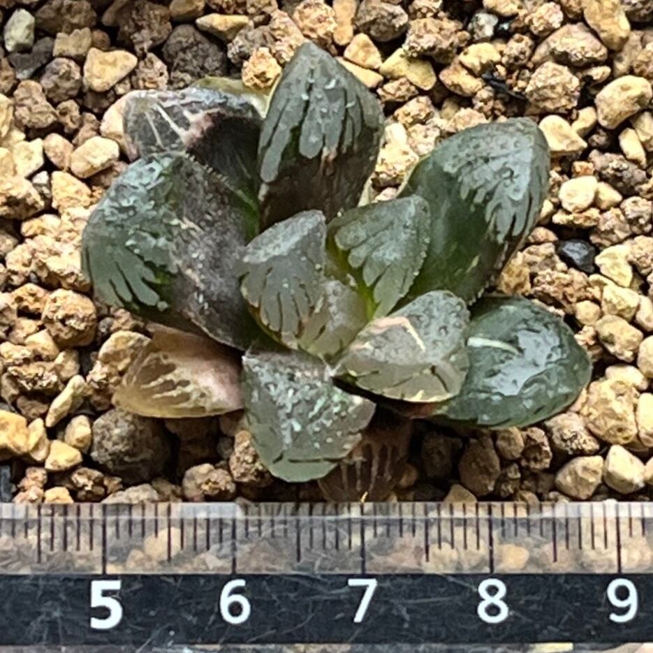 ハオルチア 黒水晶オブツーサ錦 | mocono_plants