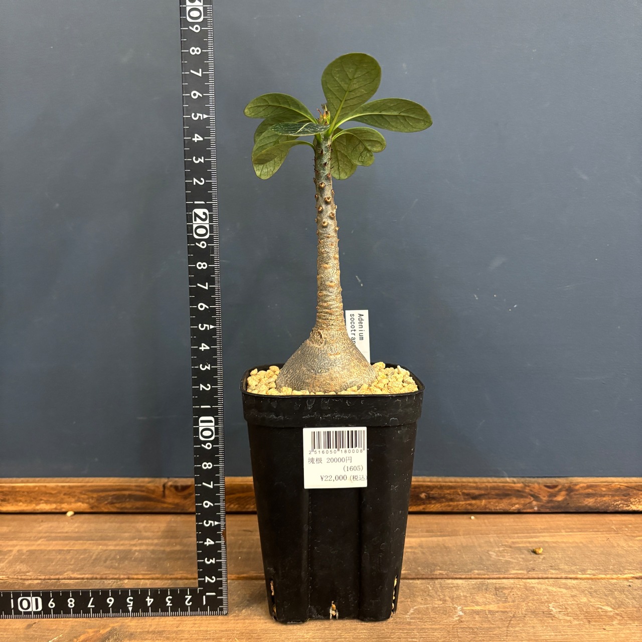 アデニウム ソコトラナム【297】