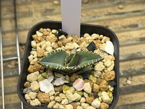 【 G-8 】oteroi seedling ①