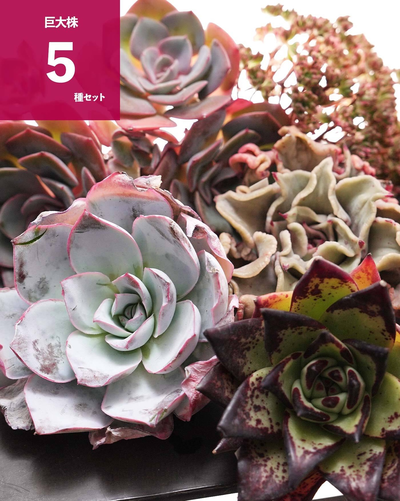 【セットA 巨大株 5種】キャシーズ／マディバ／エボニー 他 ＋ アーバンプランツポット