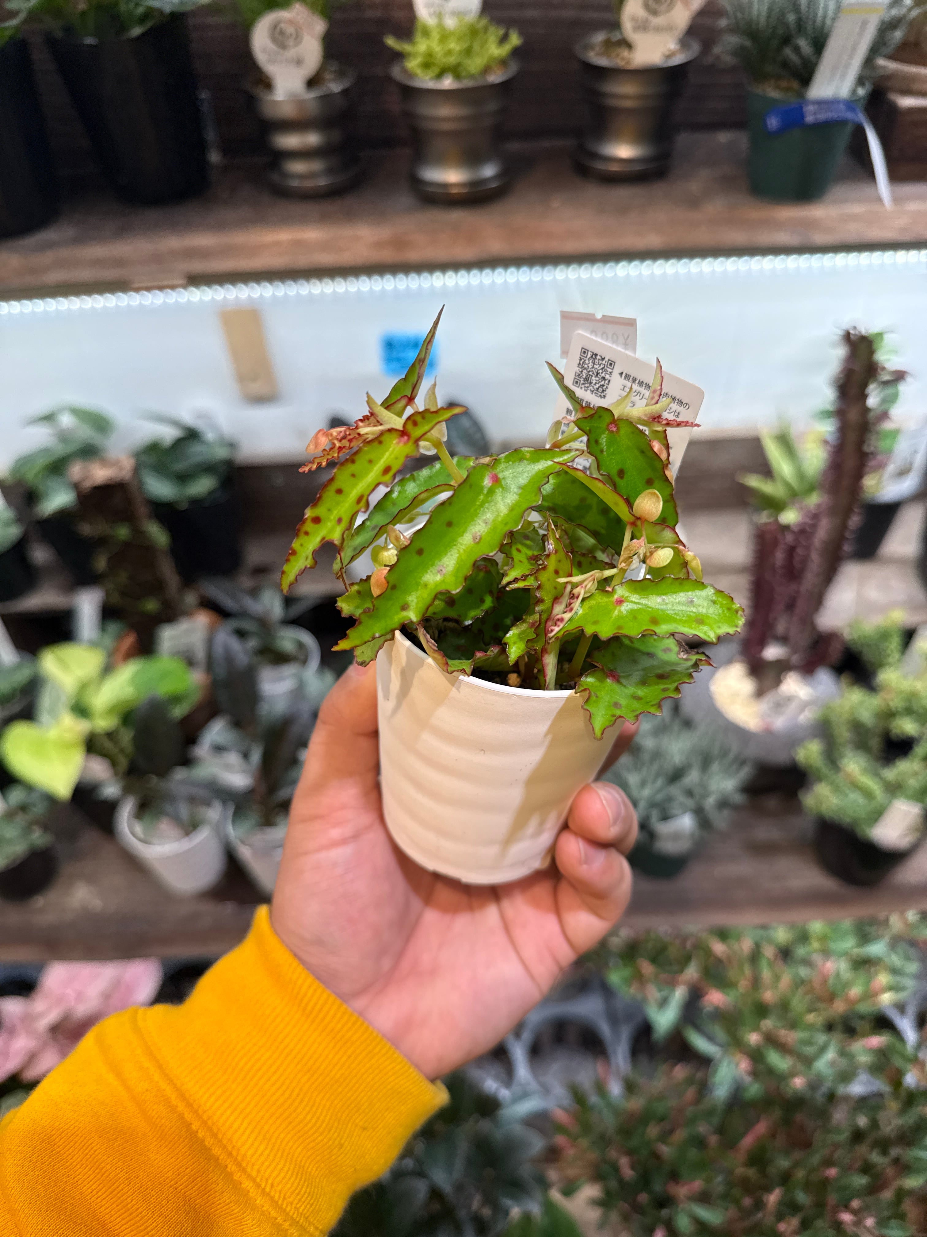 観葉植物 | Gardenえん 【観葉熱帯植物】