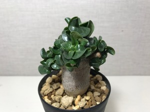 アデニウム ドーセットホーン エンペラー