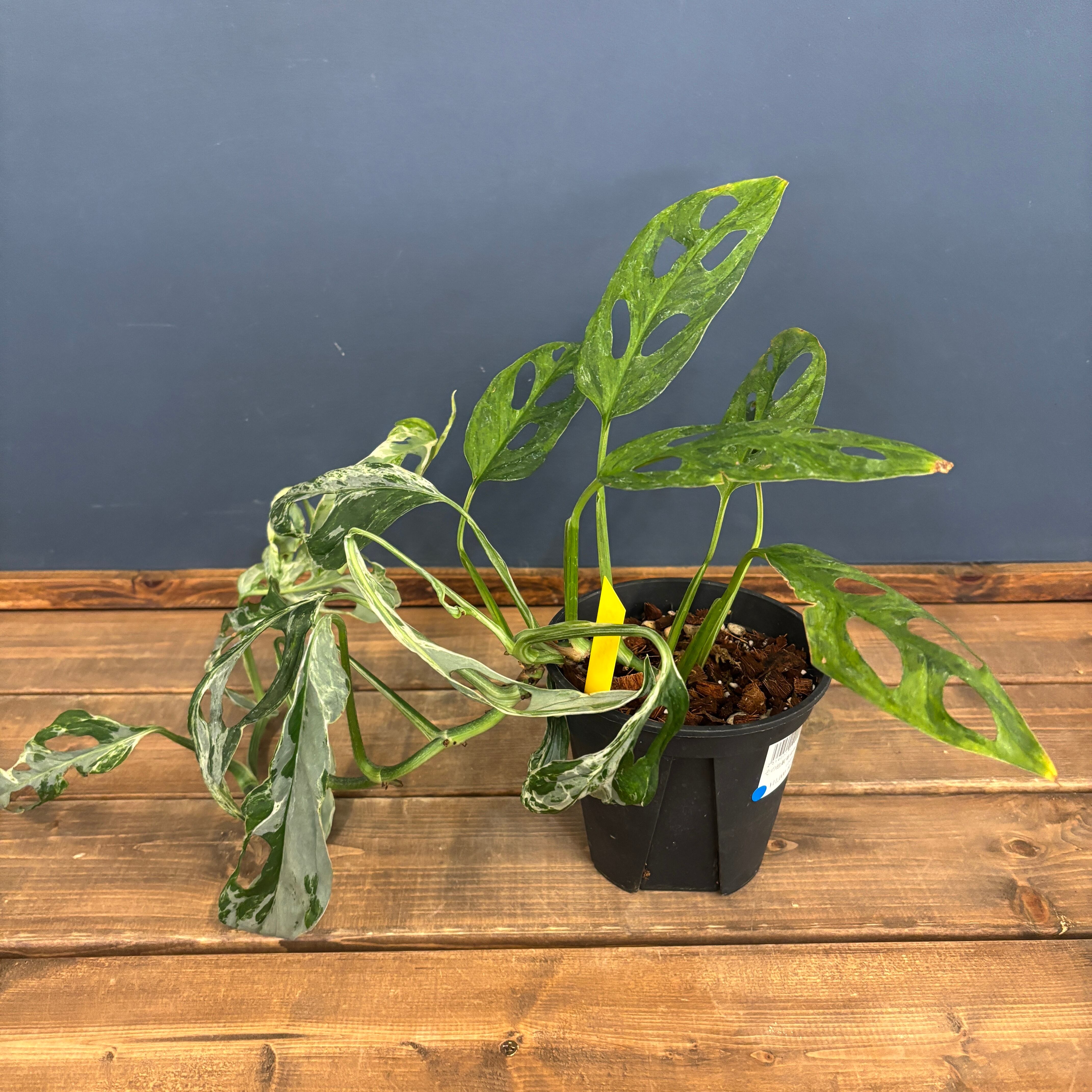 モンステラ アダンソニー ミント斑【158】 | PROTOLEAF プロトリーフ