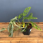 モンステラ アダンソニー ミント斑【158】